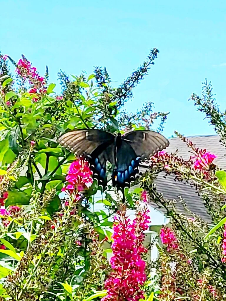 Backyard Beauty