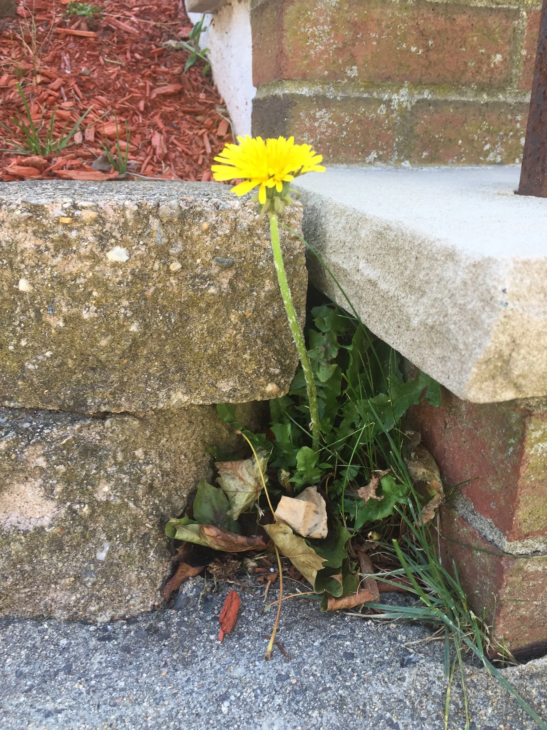 Dandelions and Flatweed