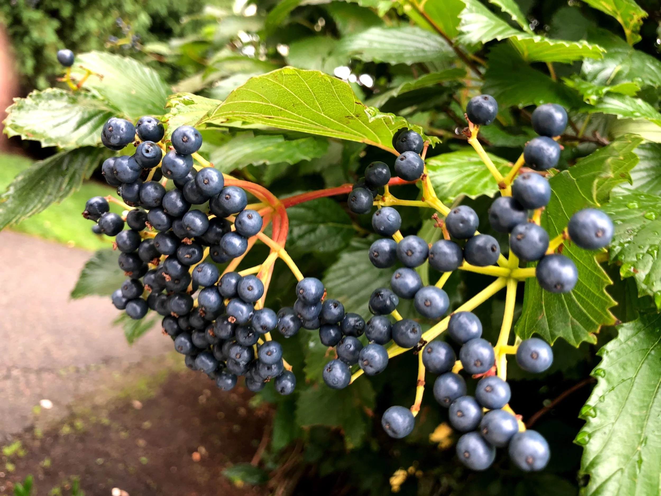 Fall Berries