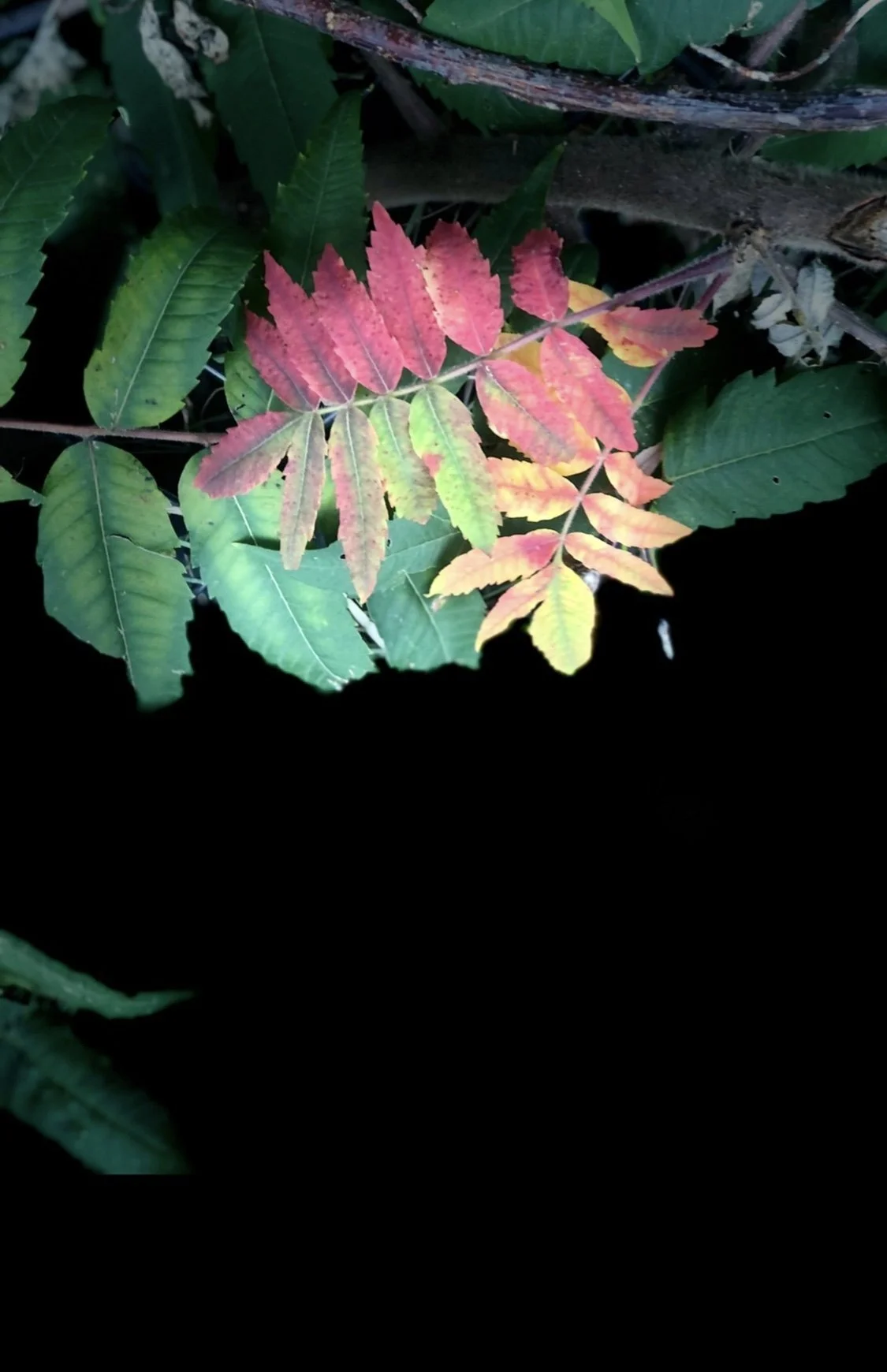 Colors