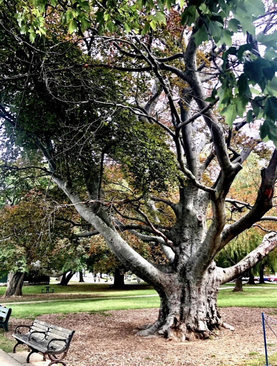 A Tree- a poem