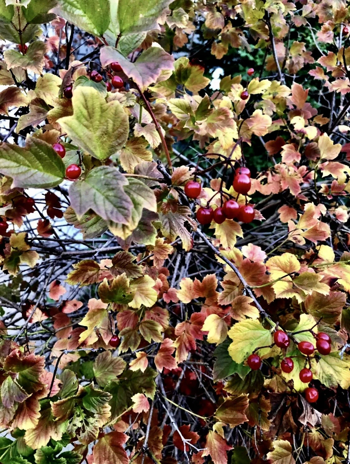 Autumn Colors
