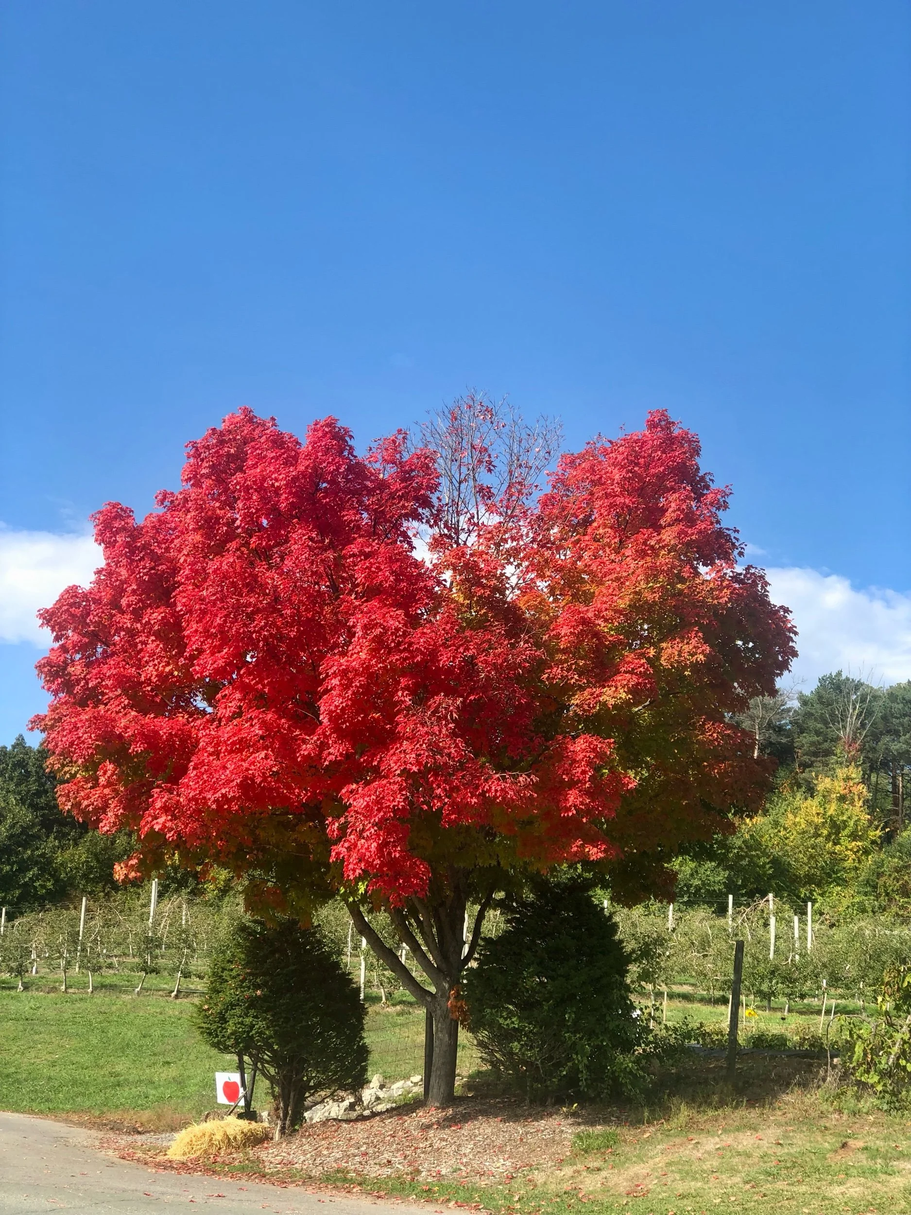 Fall is in the Air