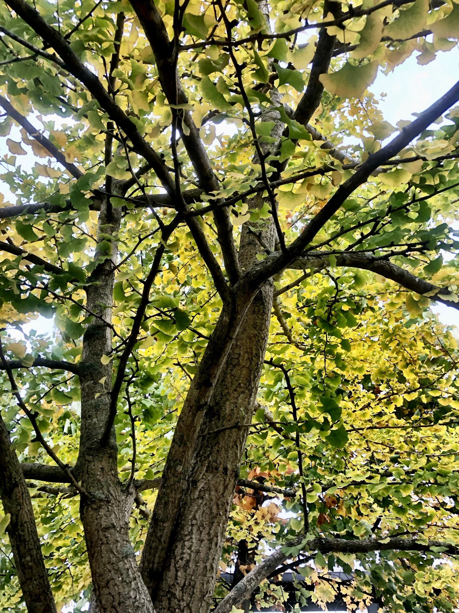 The Life of a Tree