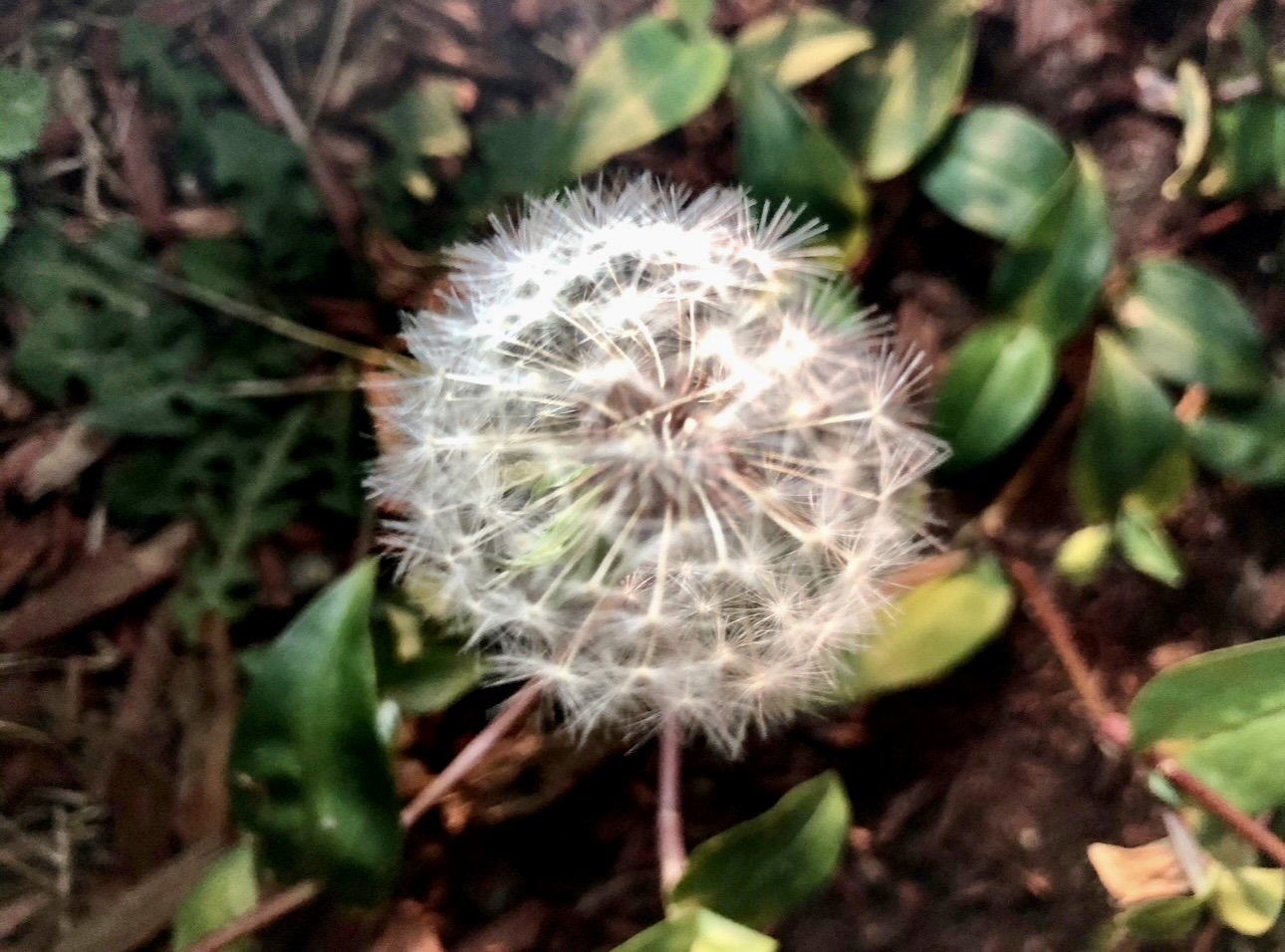 Wishes