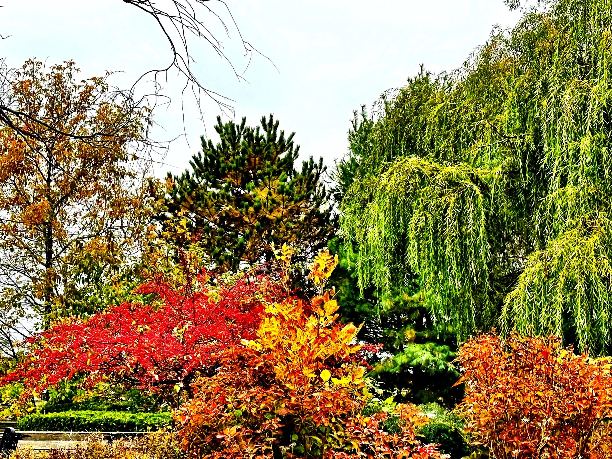 Fall in “Bloom”