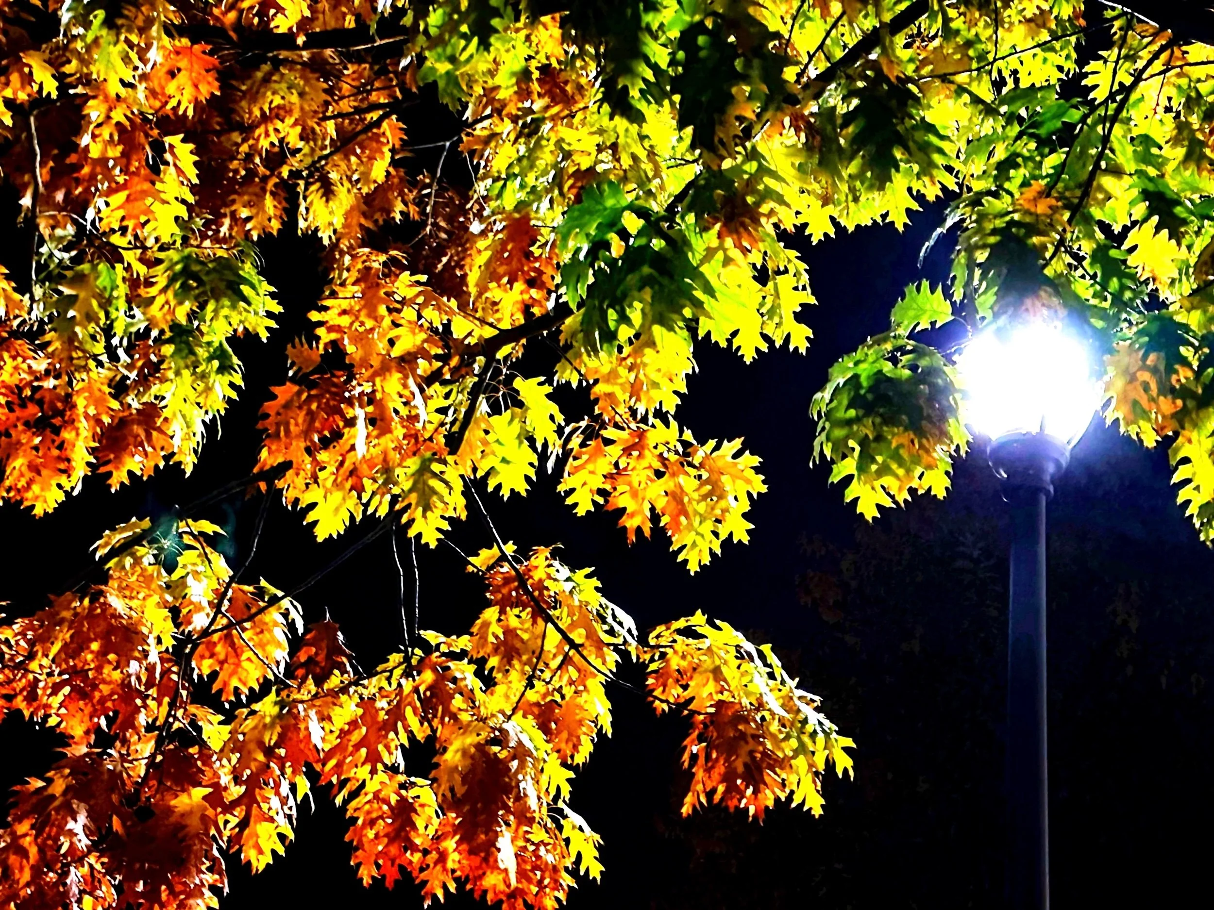 Lamppost