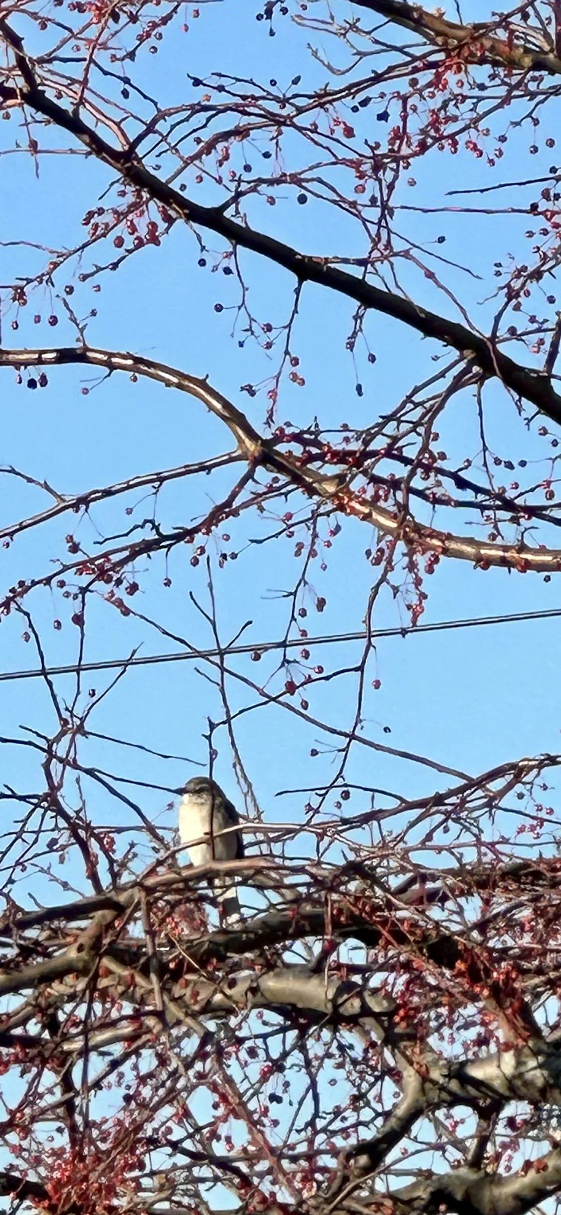 Enjoying the Morning