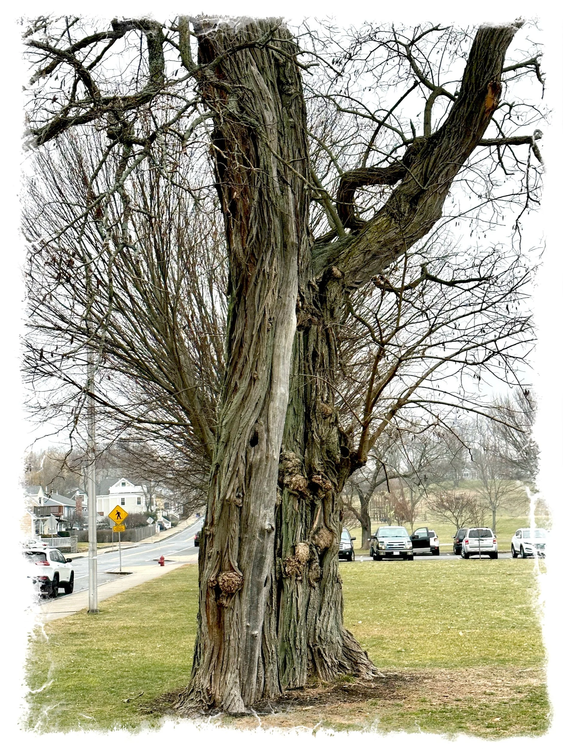 Majestic Tree