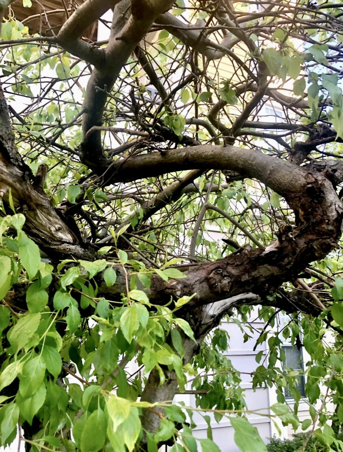 Bonsai