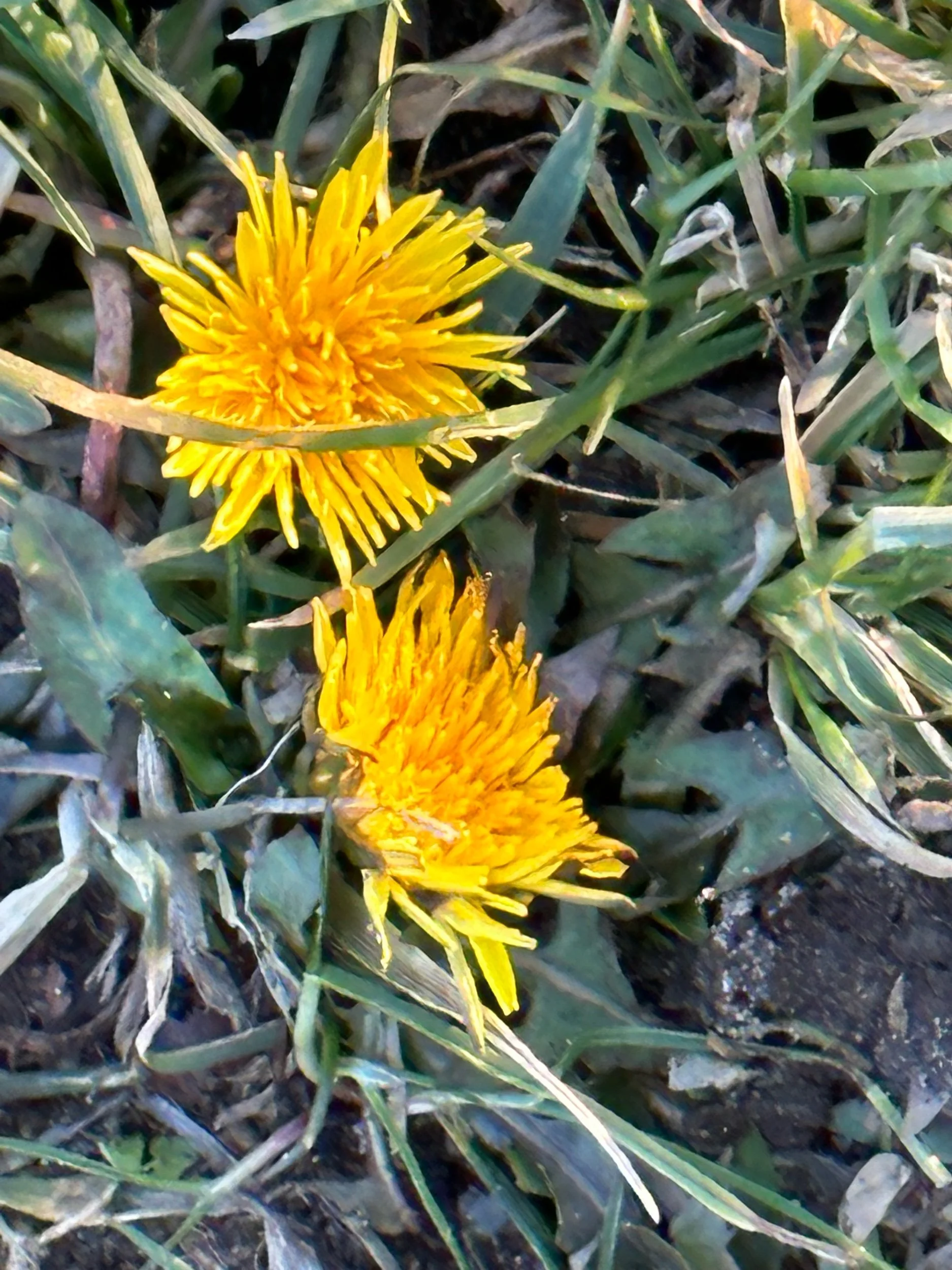 January Dandelions