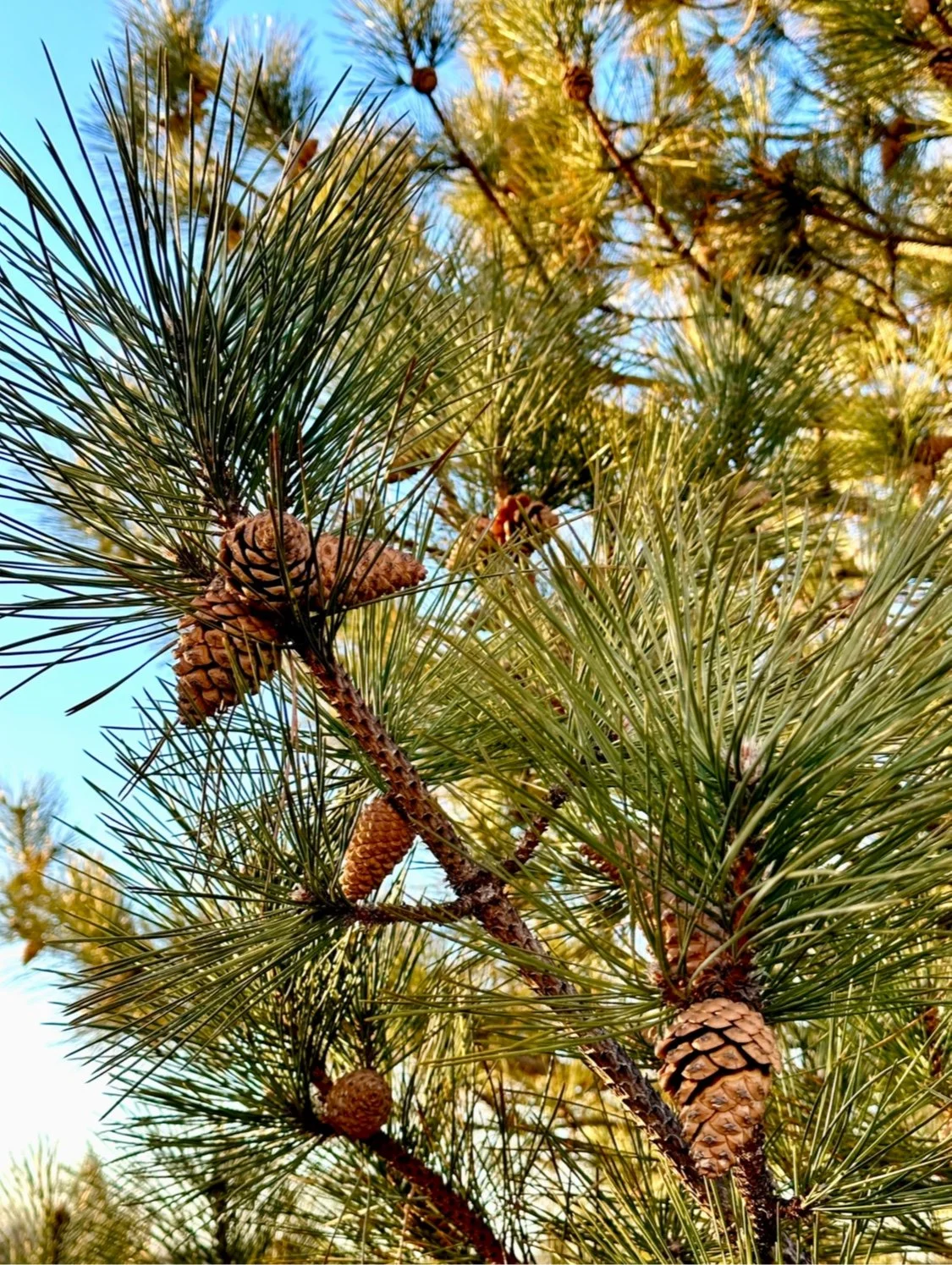 Pine Cones