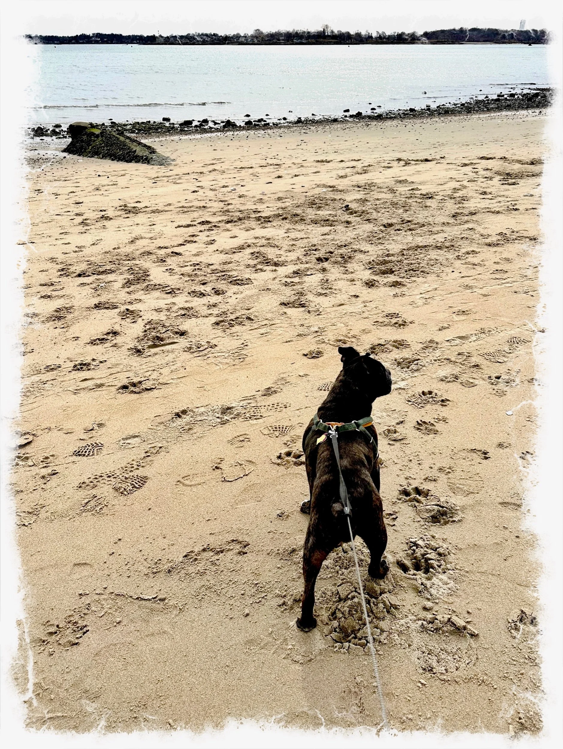 Dane Street Beach