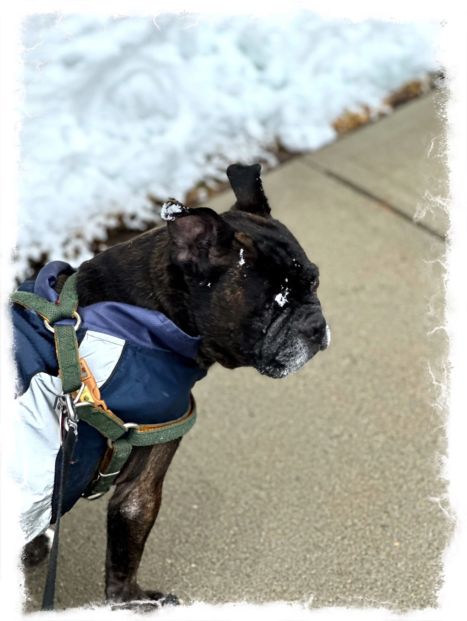 Our Afternoon Walk