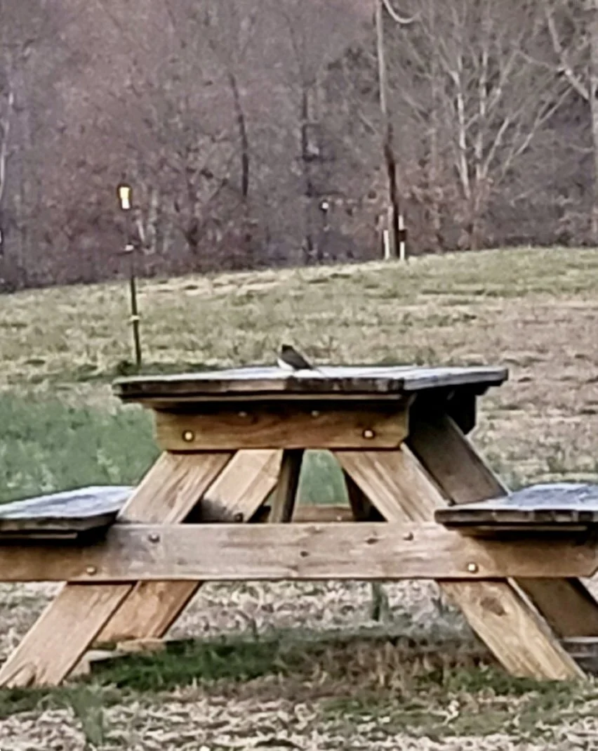 Early Bird