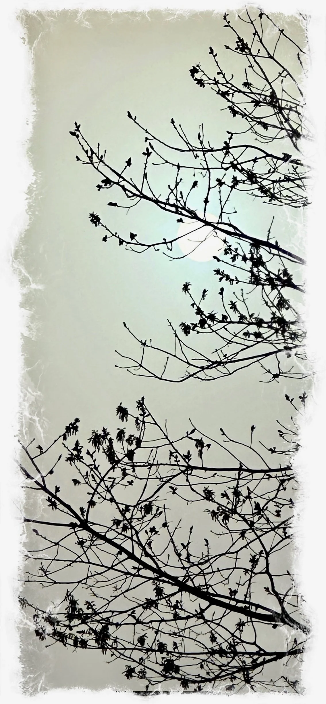 Morning Fog
