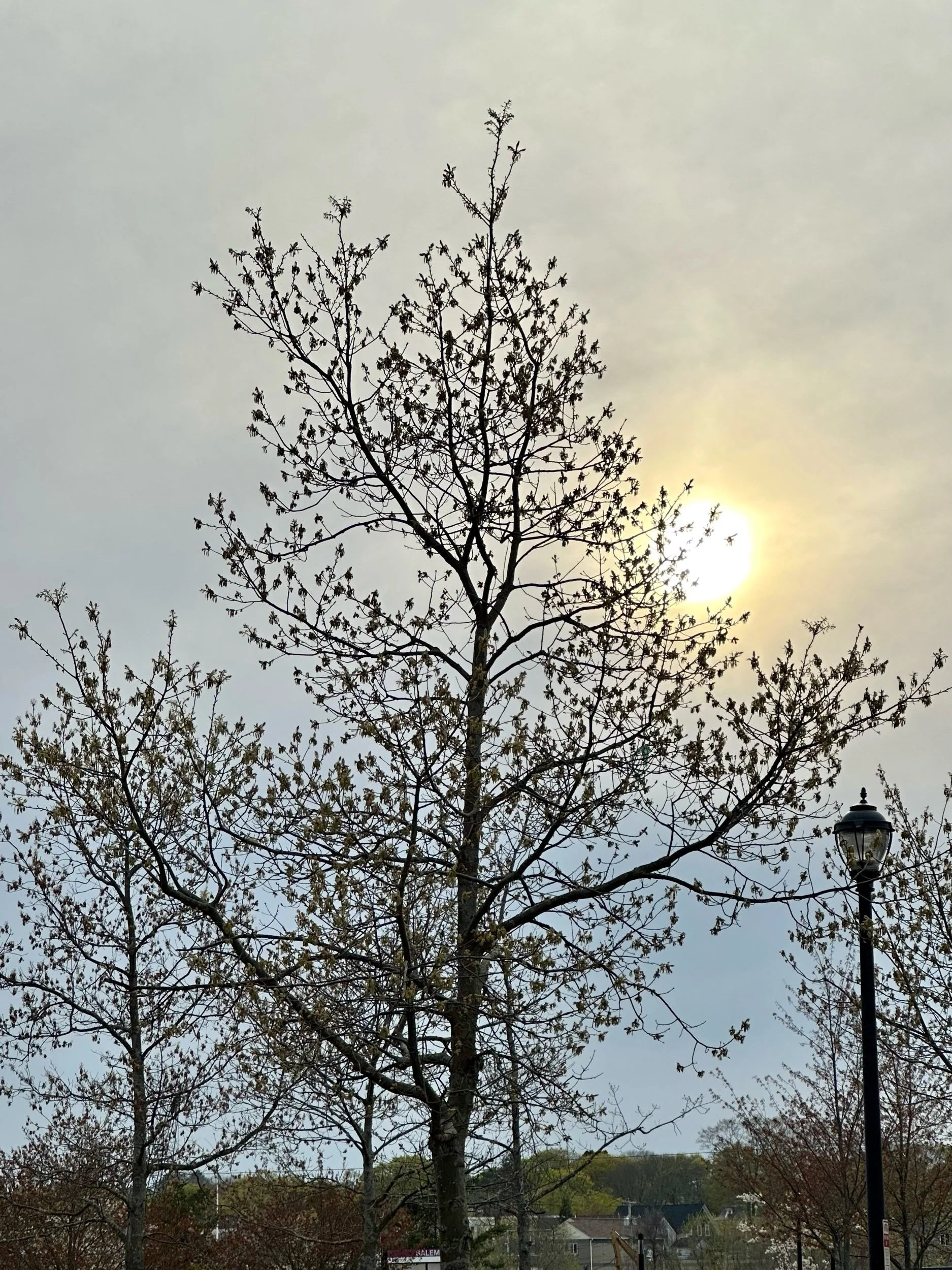 Wisdom Earned- a poem