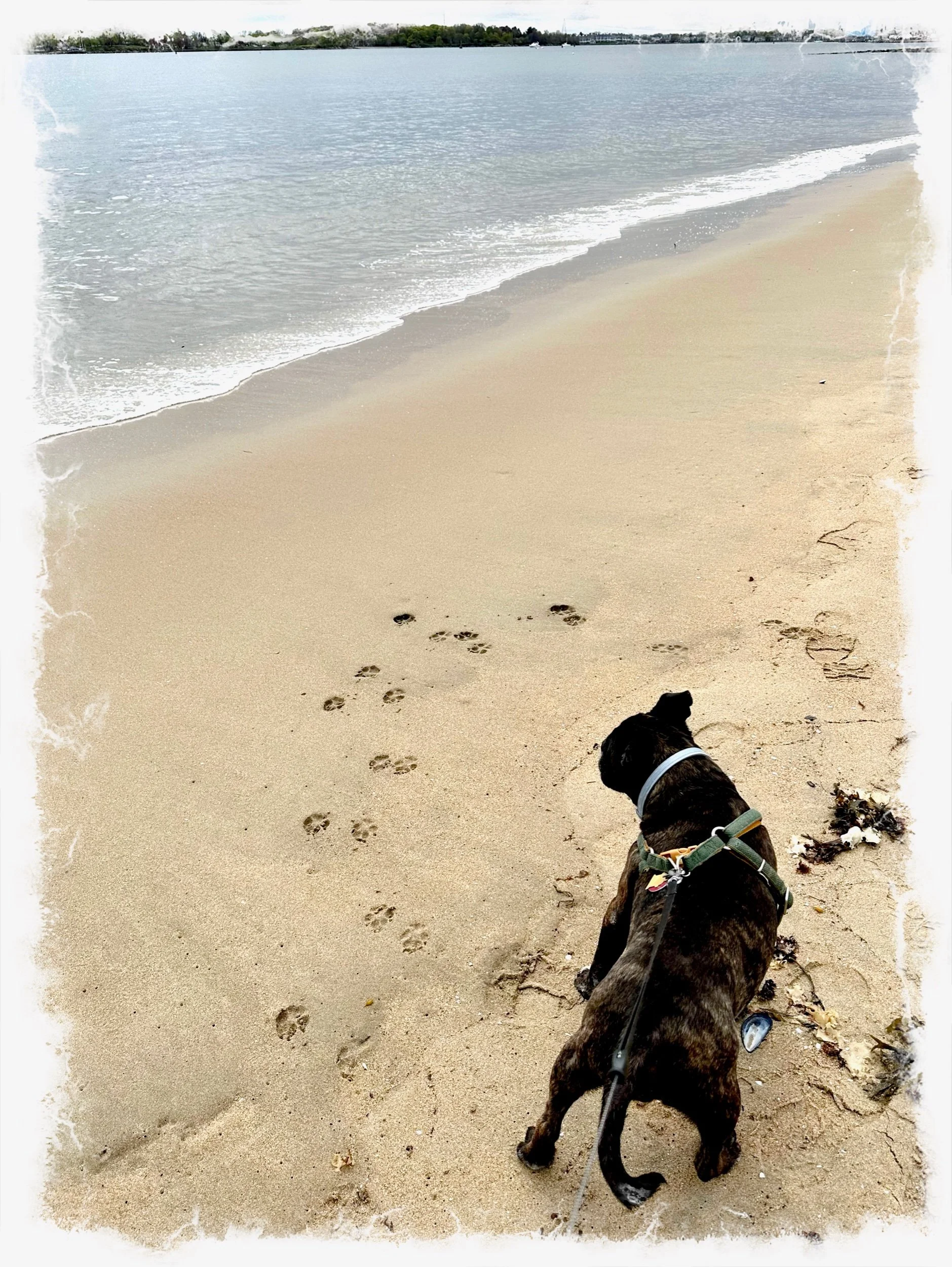 Our Fur Babies