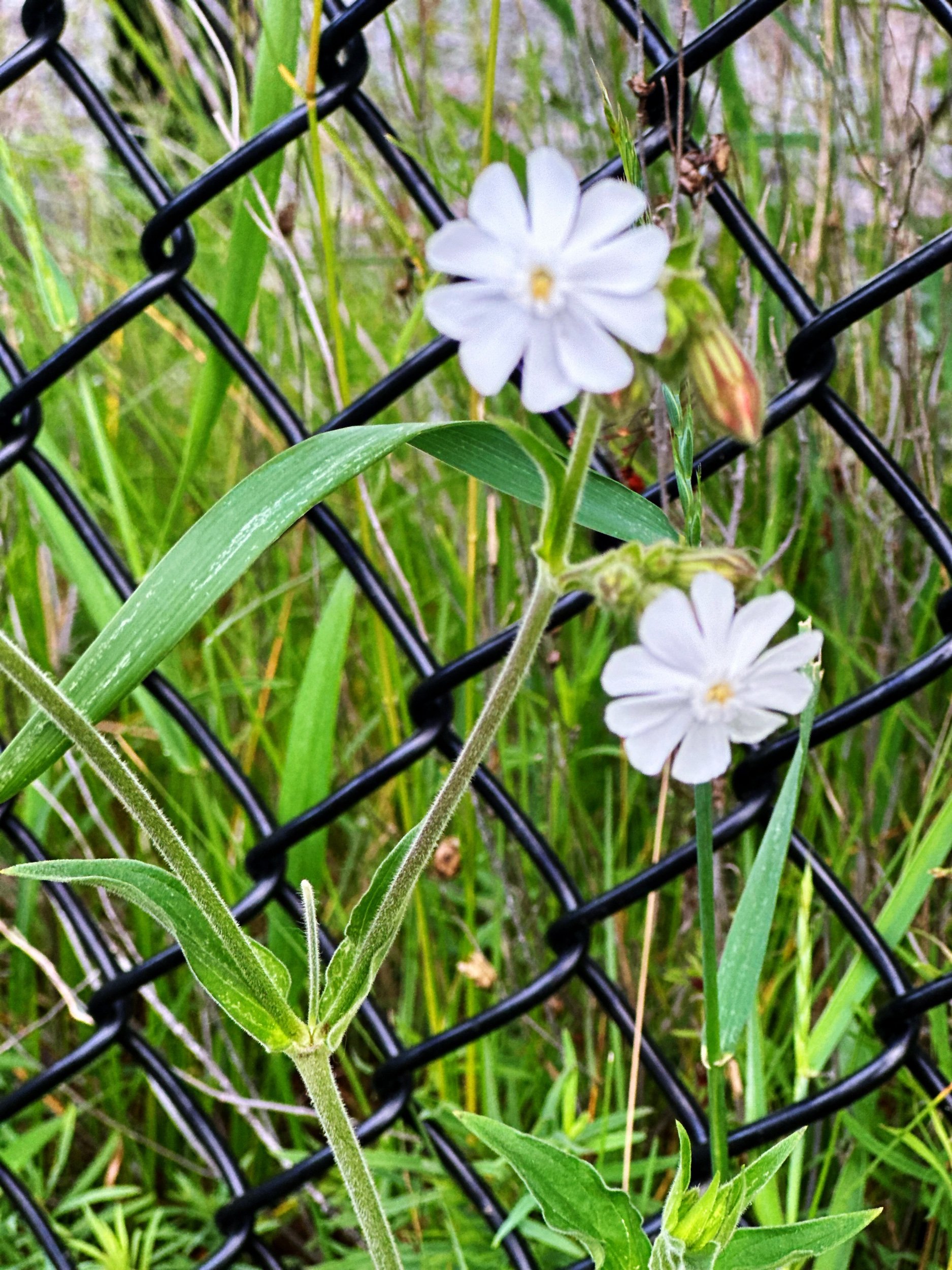 Common weeds, uncommon beauty