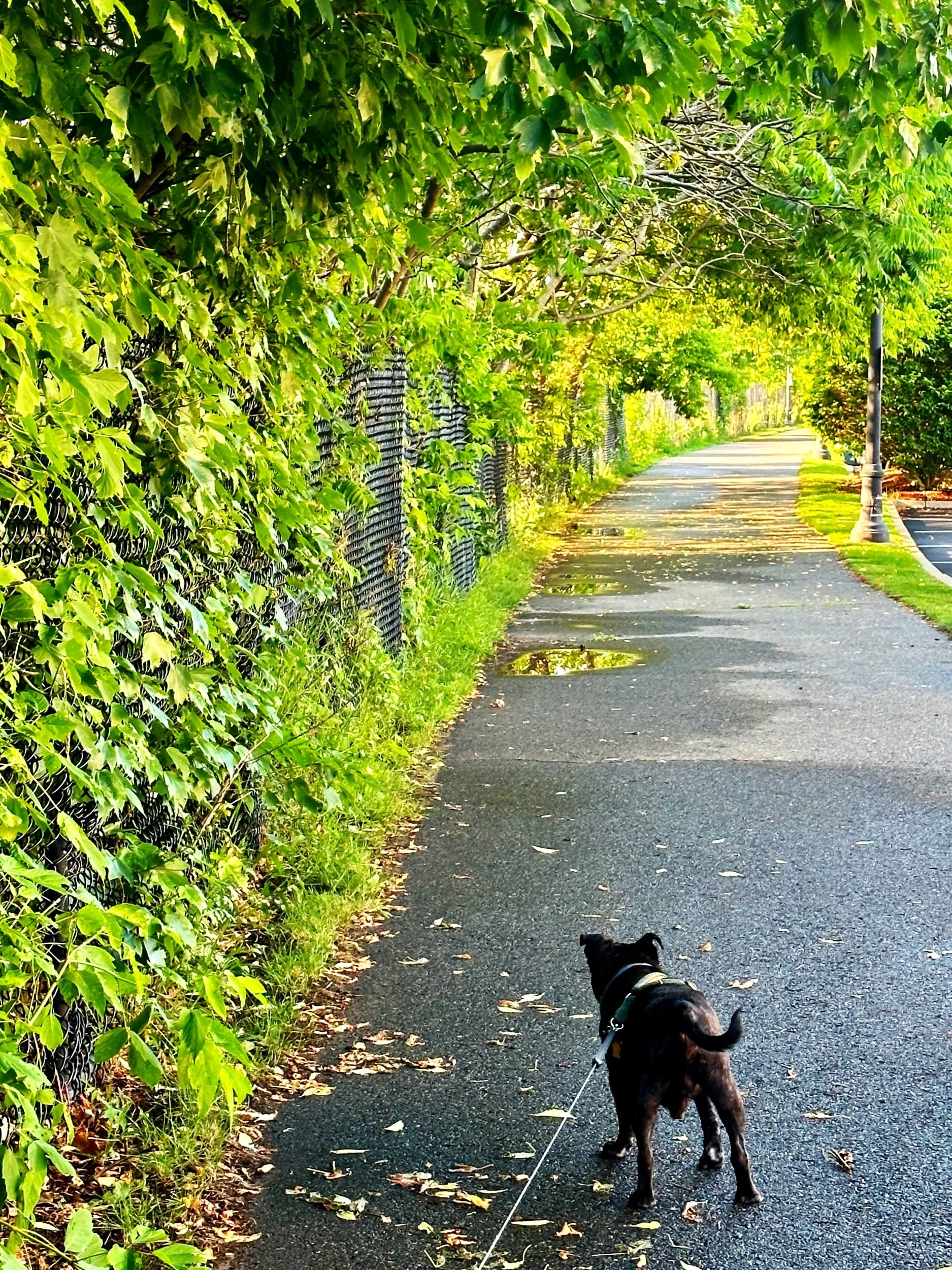 Beautiful Walk
