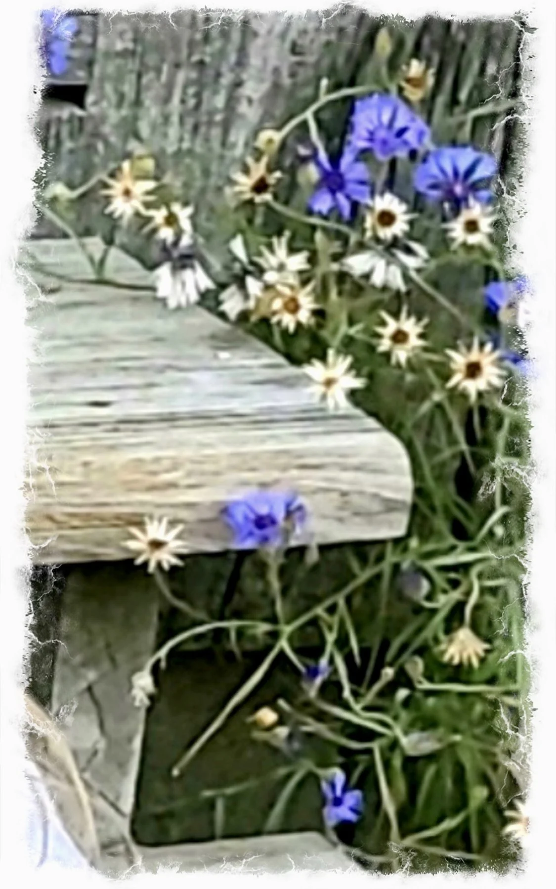 Simple Beauty
