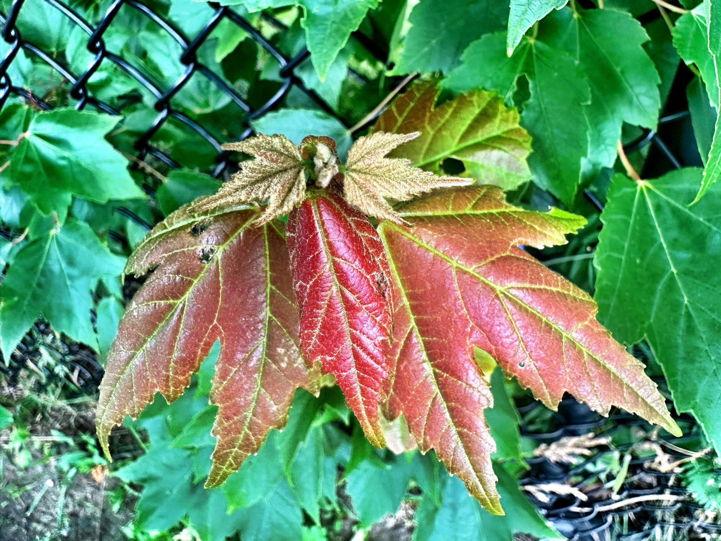 Majestic Red Maple