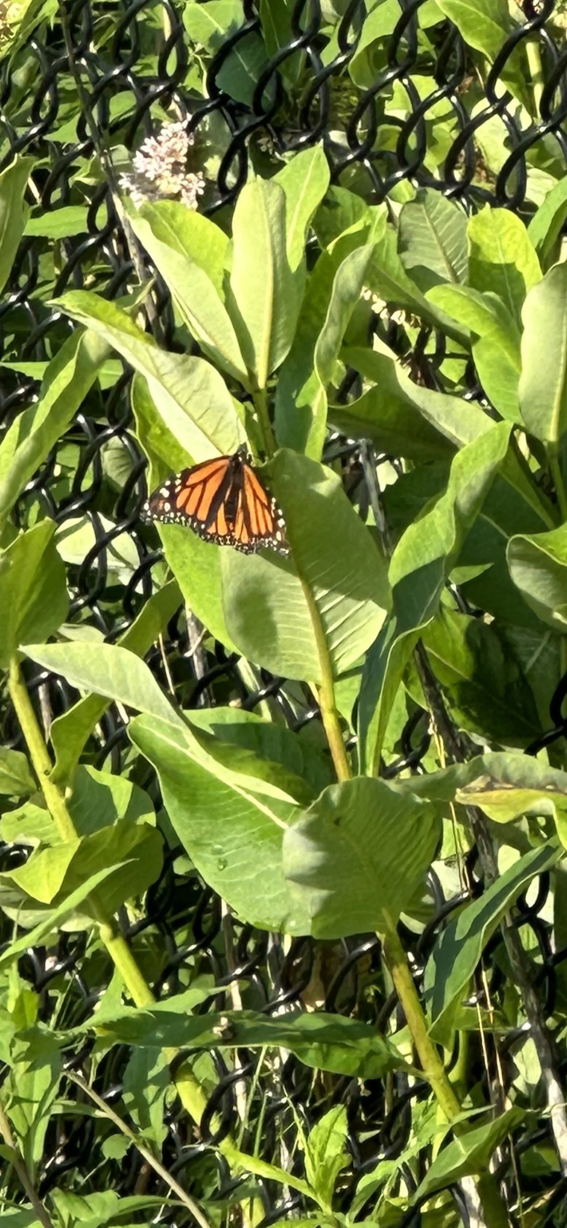 Good morning Nature