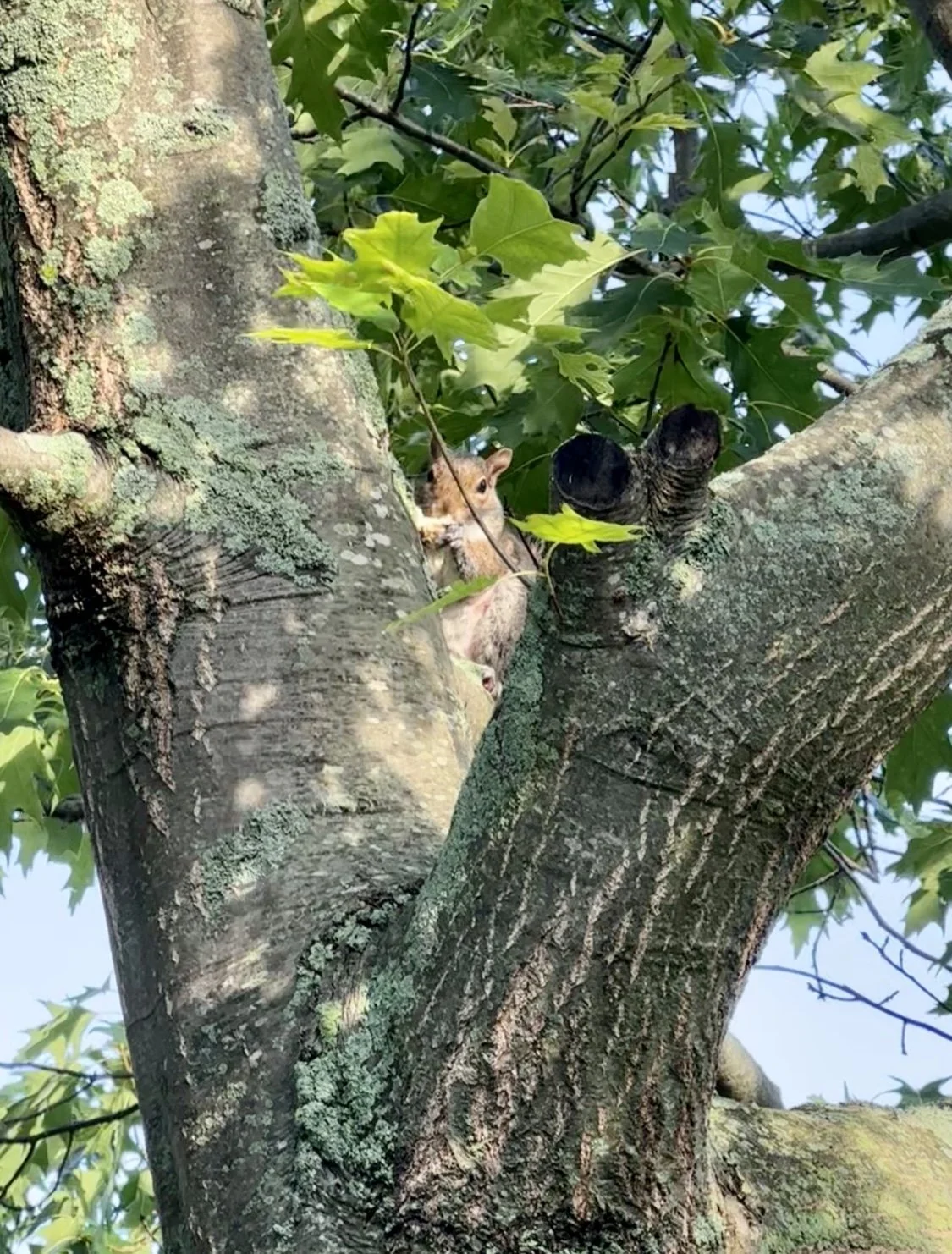 Peekaboo