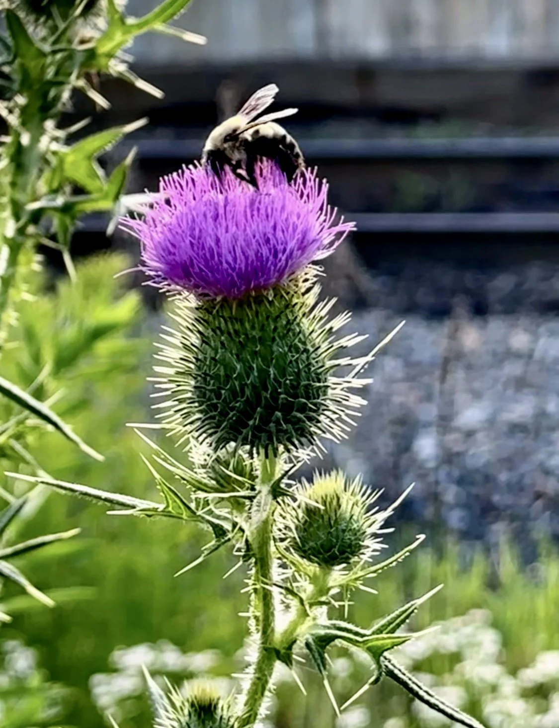 Beauty in Nature