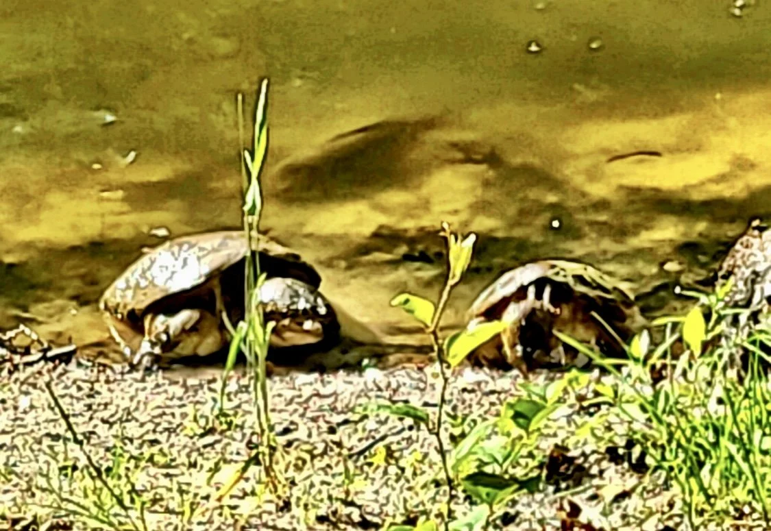 Walter &amp; Gertrude 