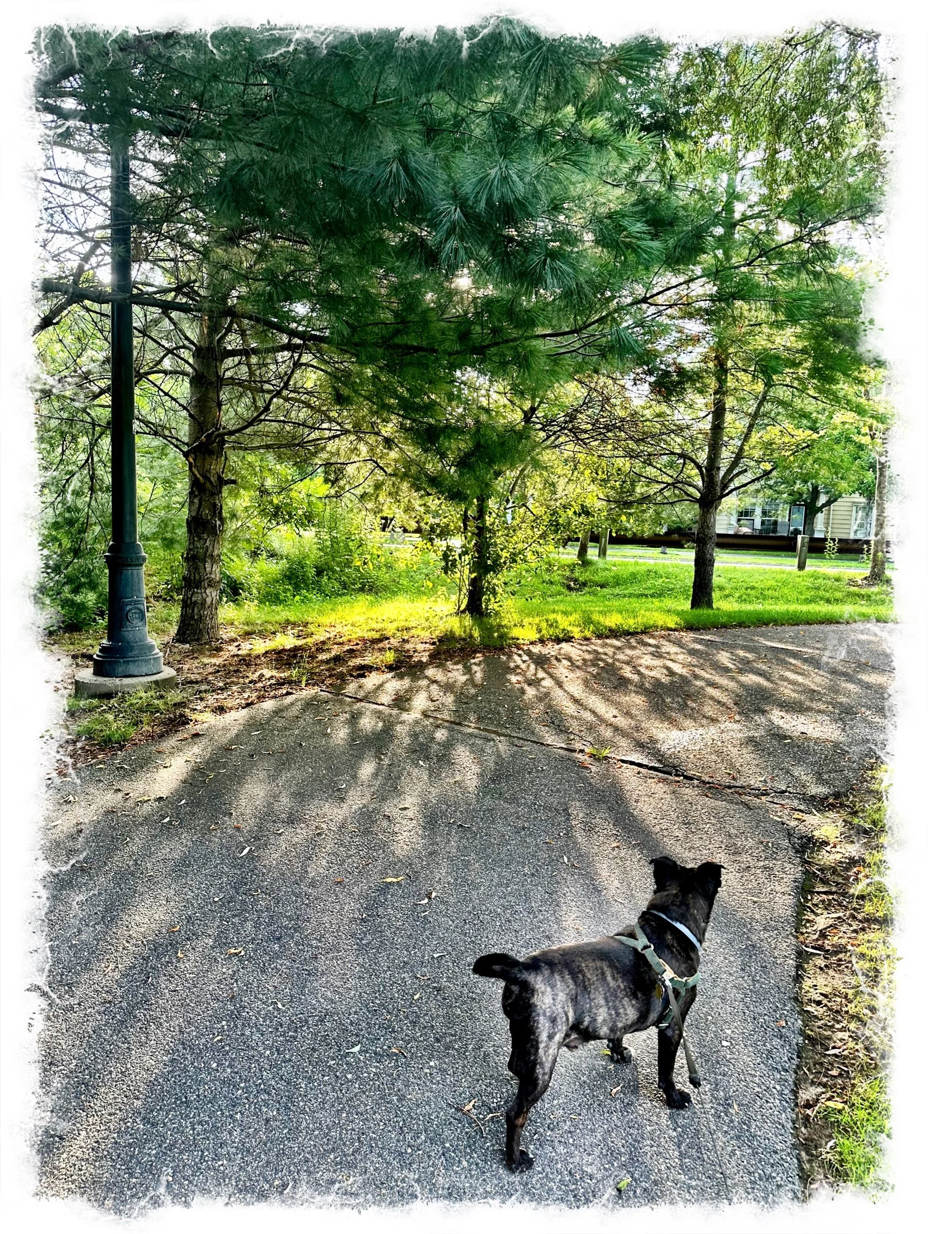 Our morning Walk