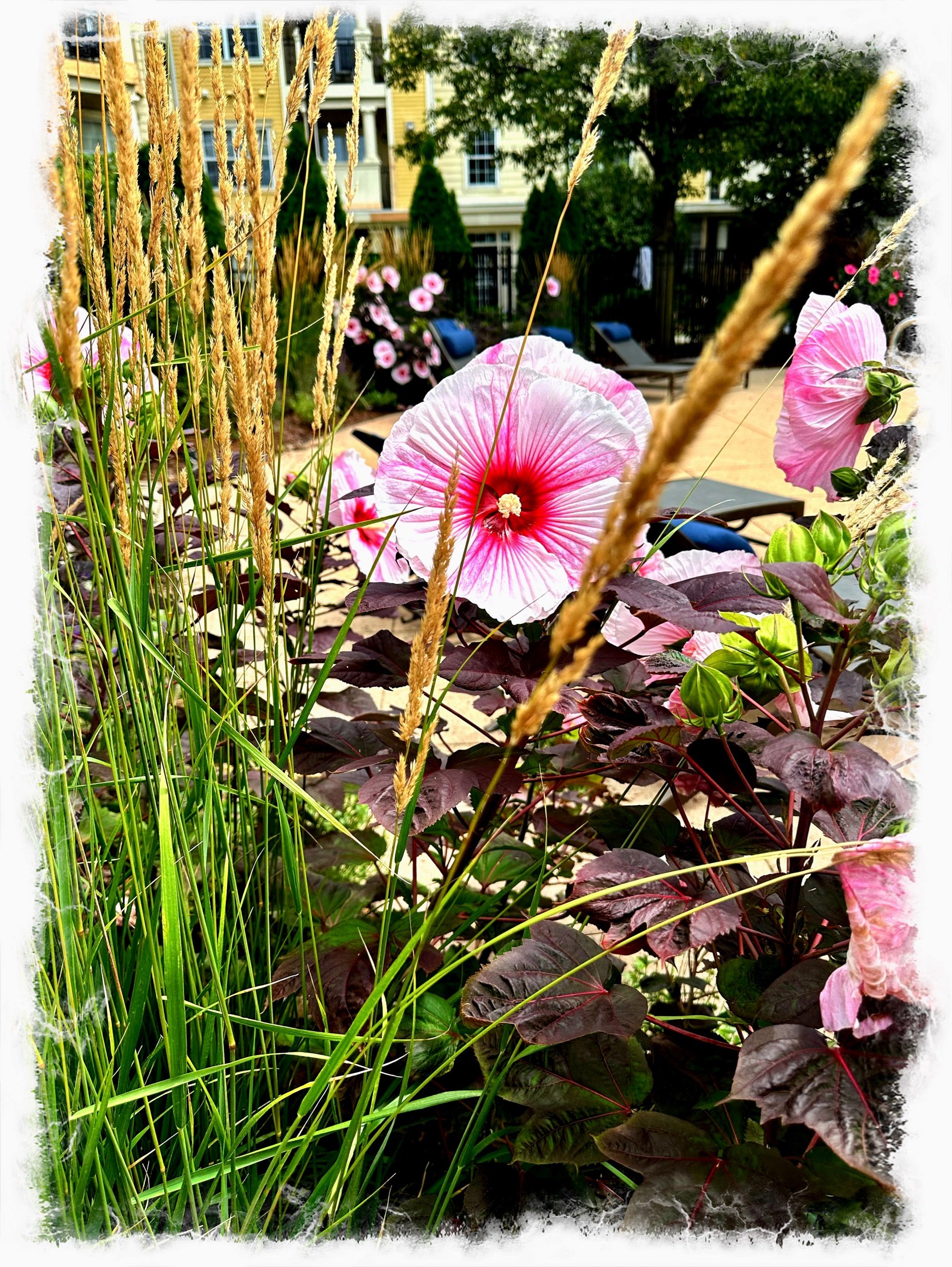 Hibiscus 