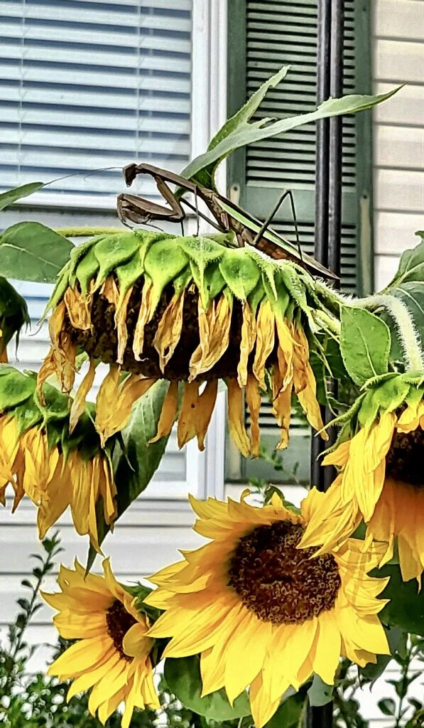 Beauty in Nature 