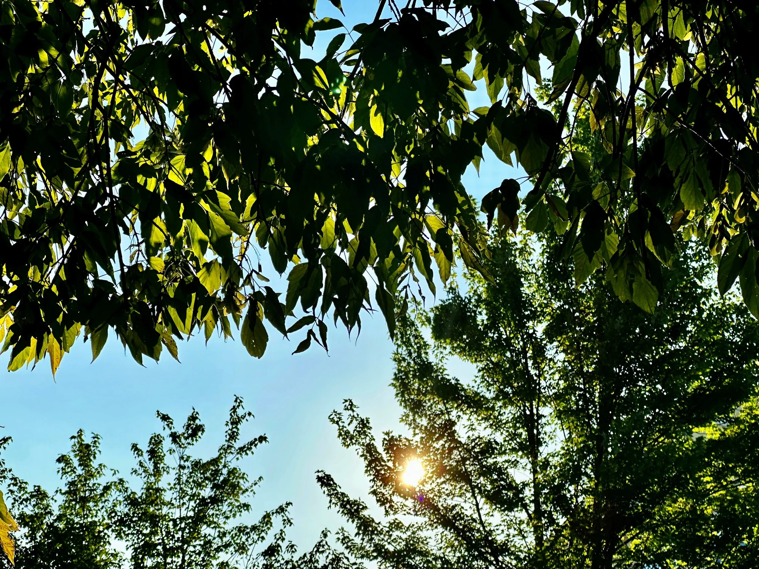 Shadows and Light