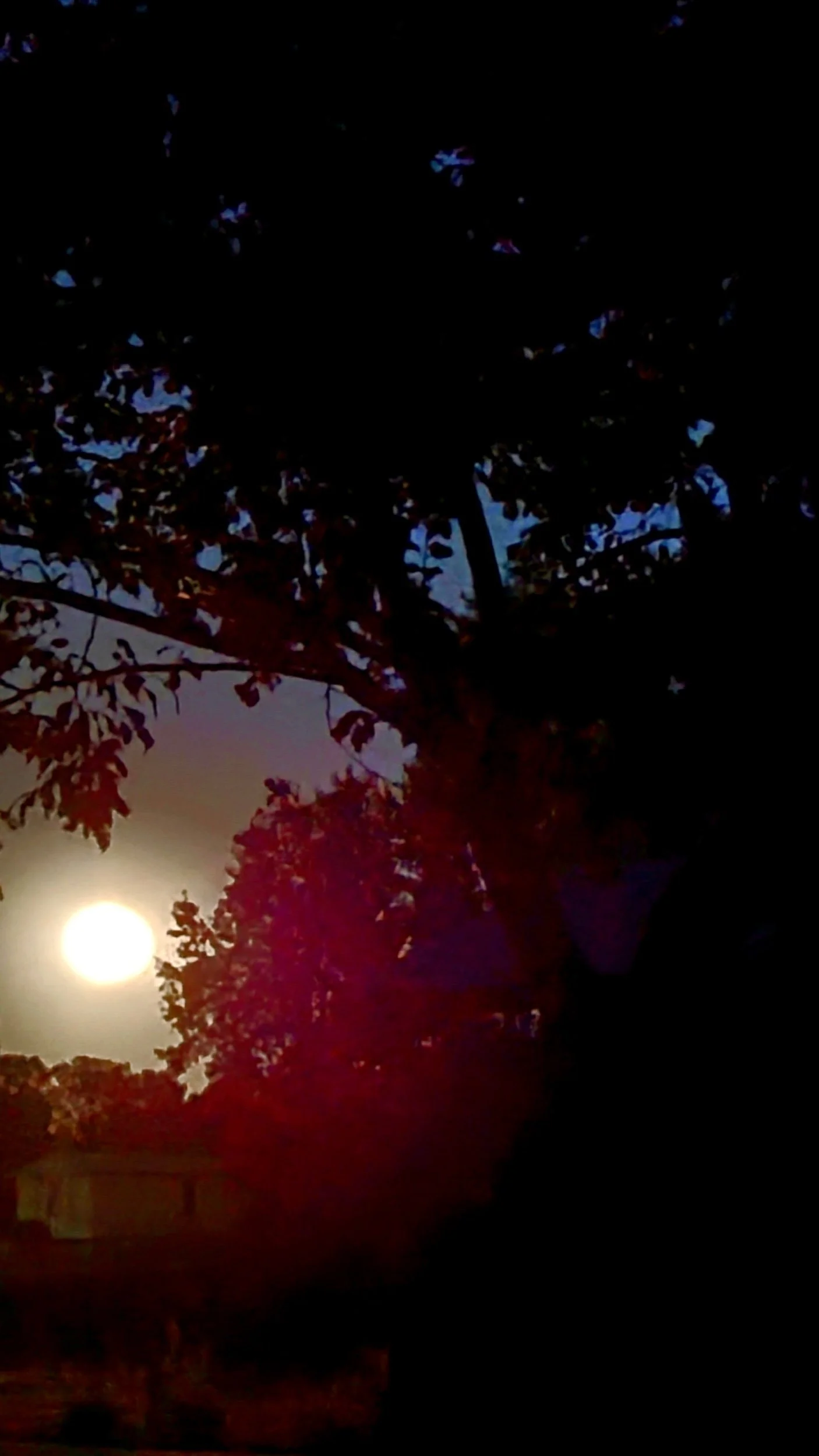 Stunning super blue Moon