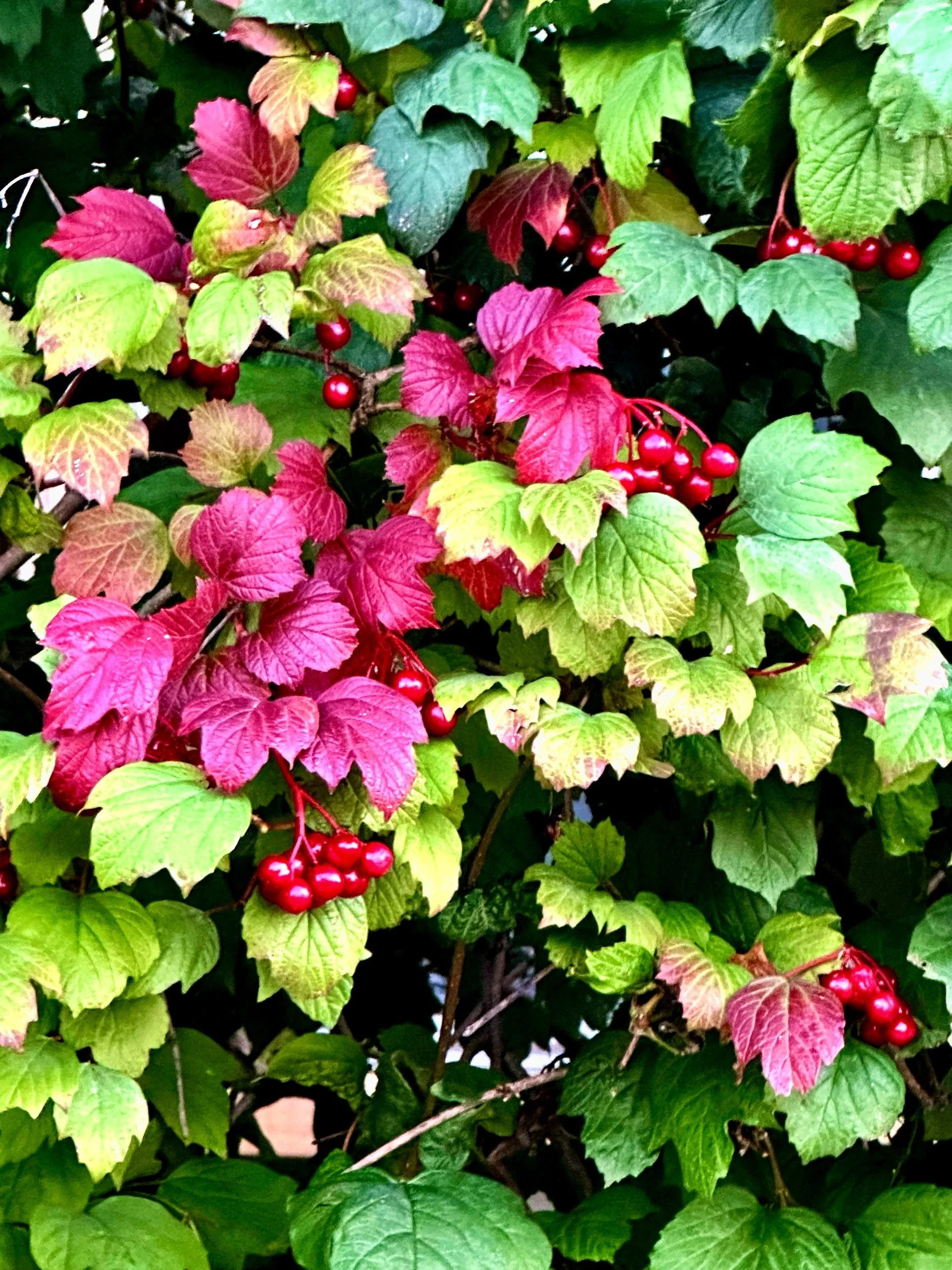 Falling into Fall