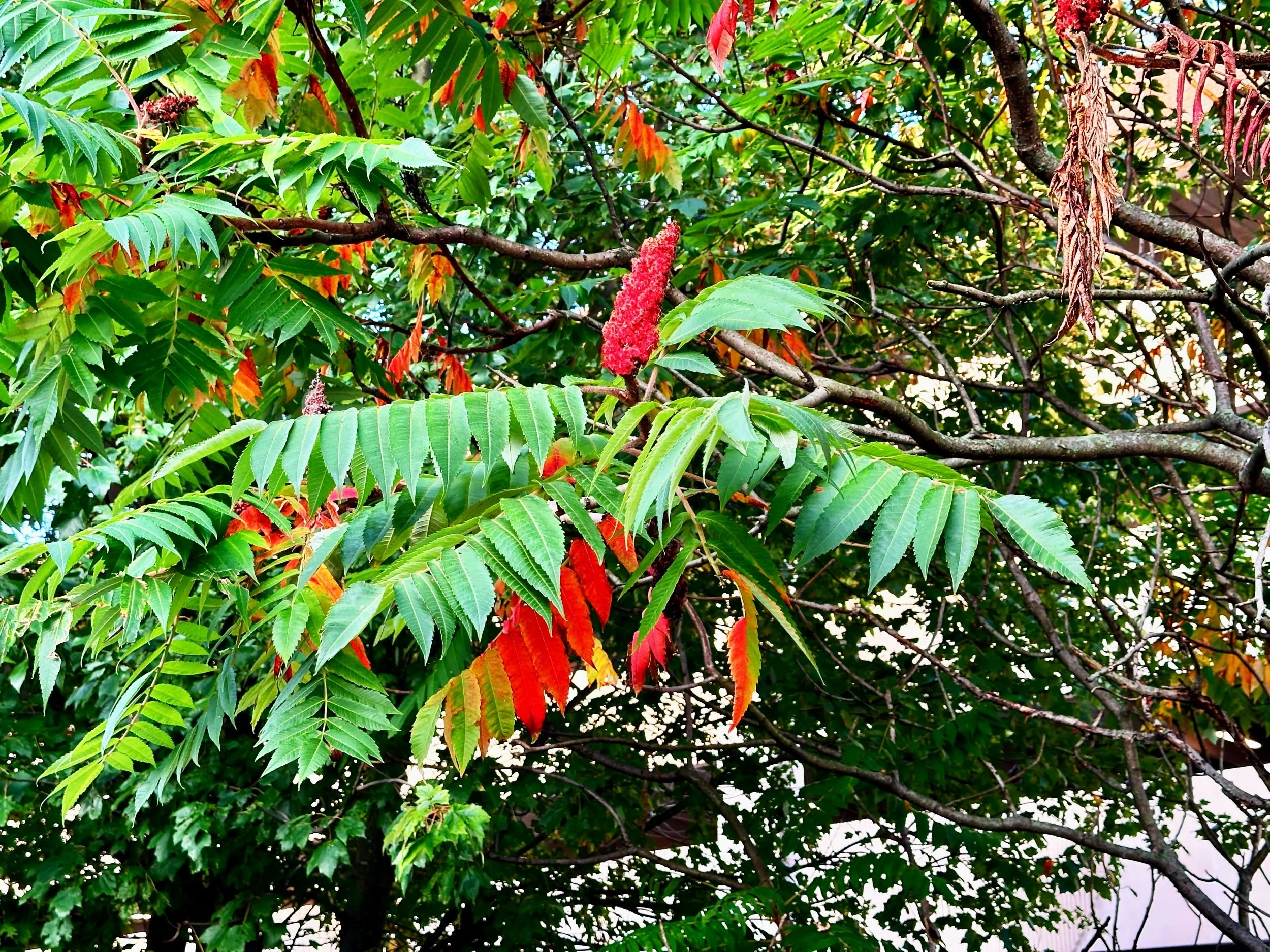 Beauty of early Fall