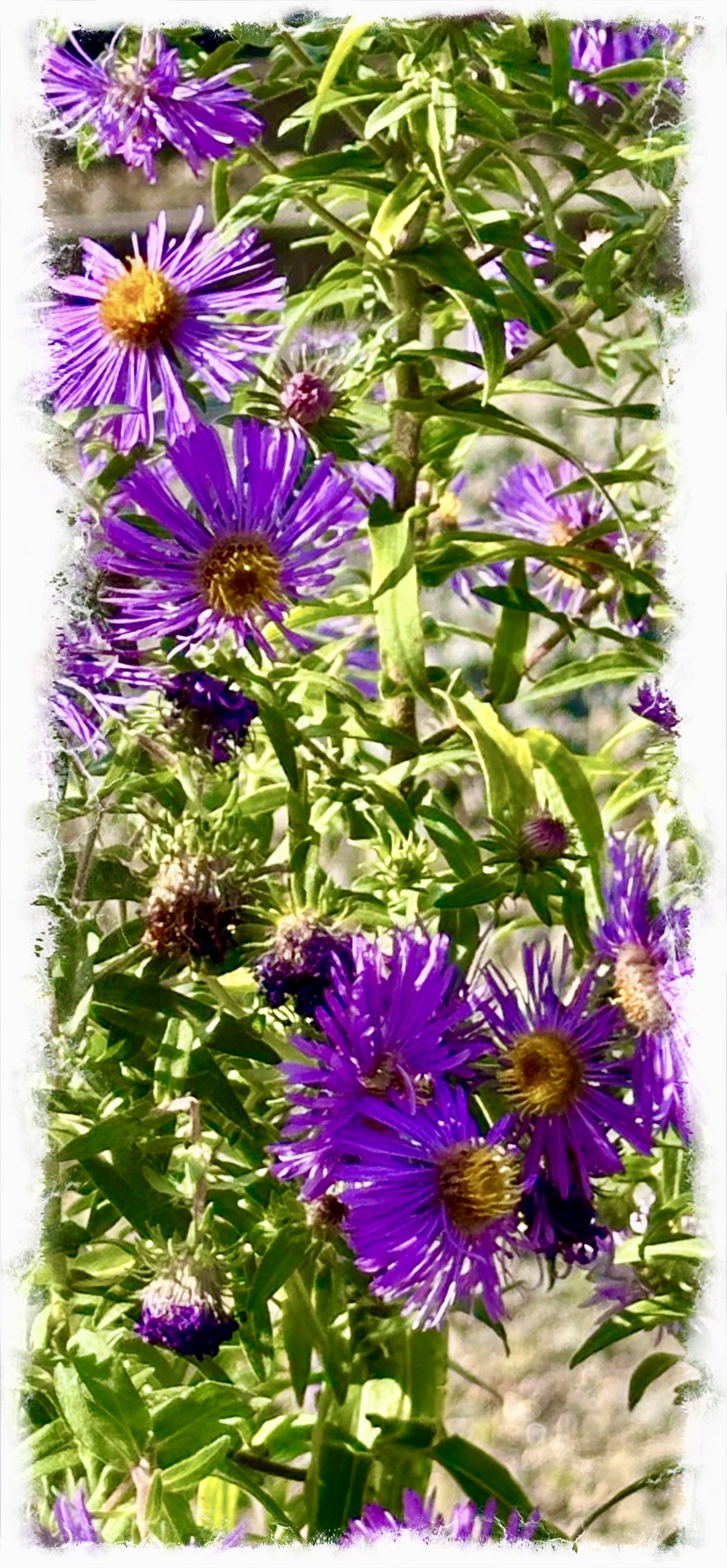 Gathering Flowers- a poem