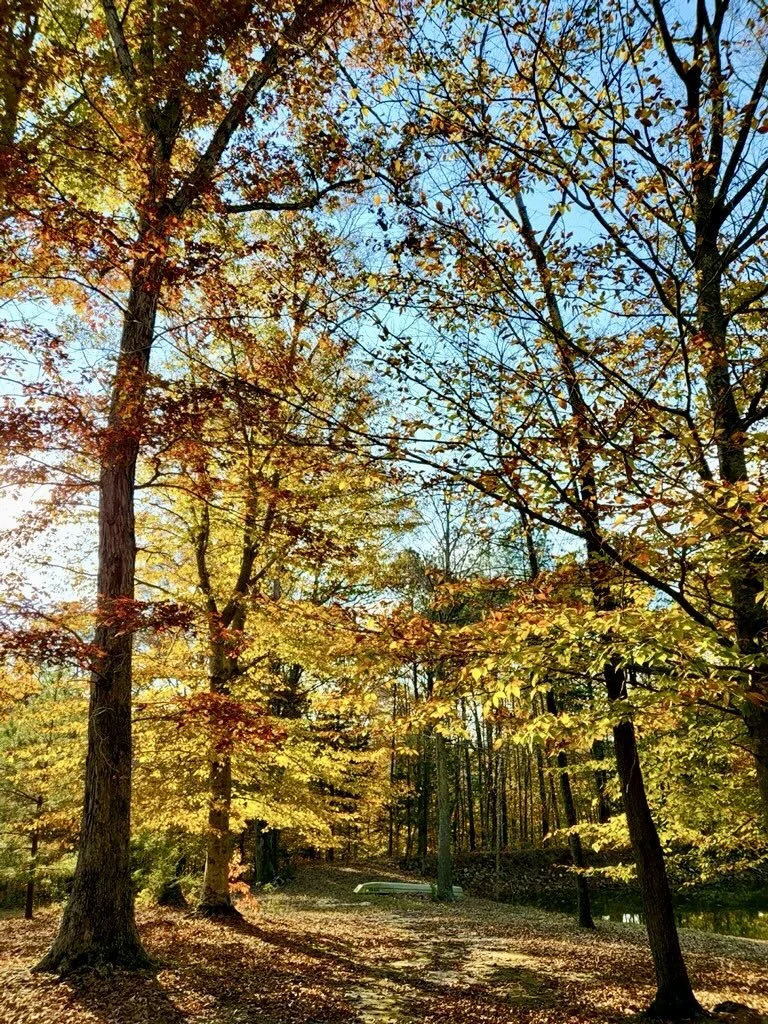 Oasis 