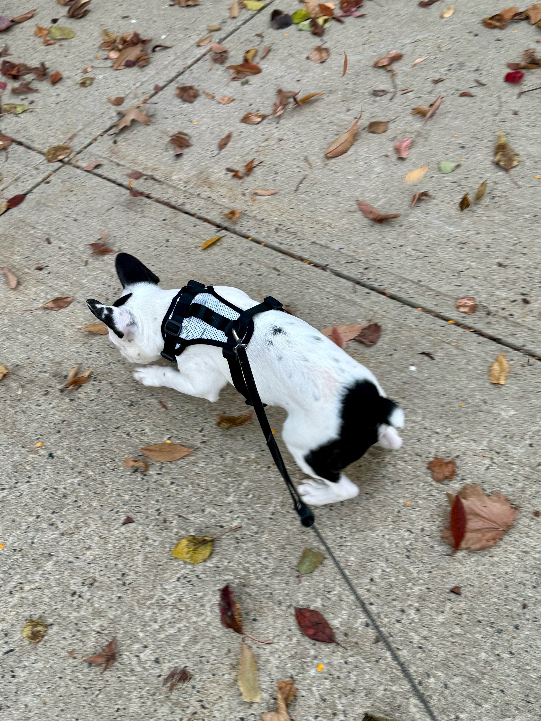 So many leaves- so little time
