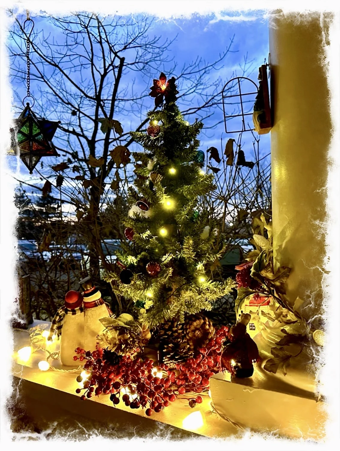 Maine Tree