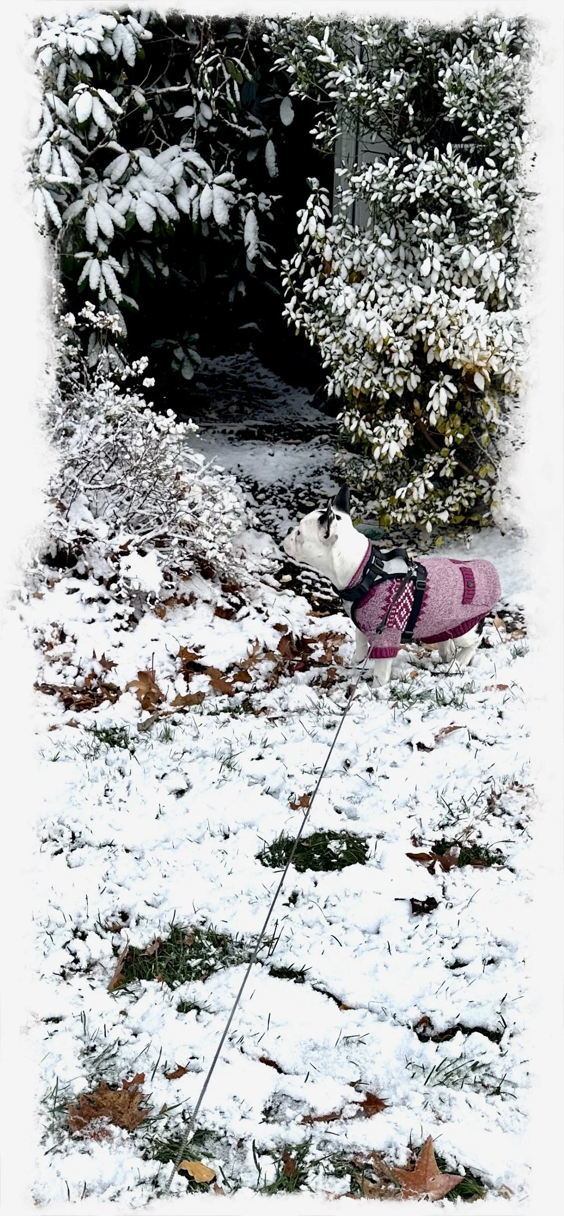 Walter’s 1st. Snow