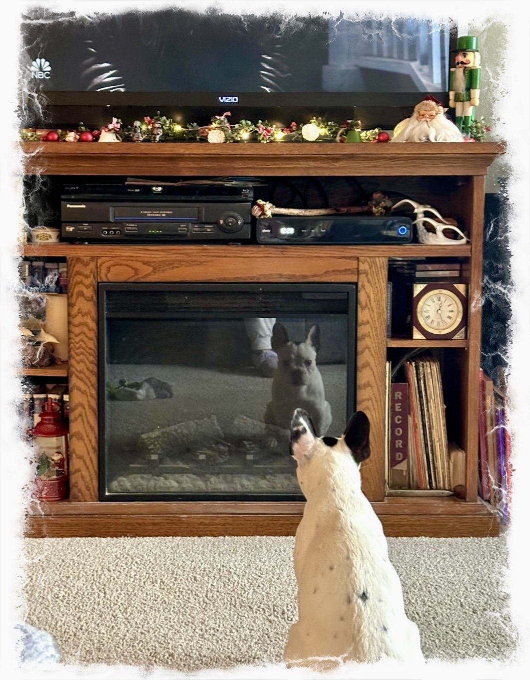Who’s That? 🐾