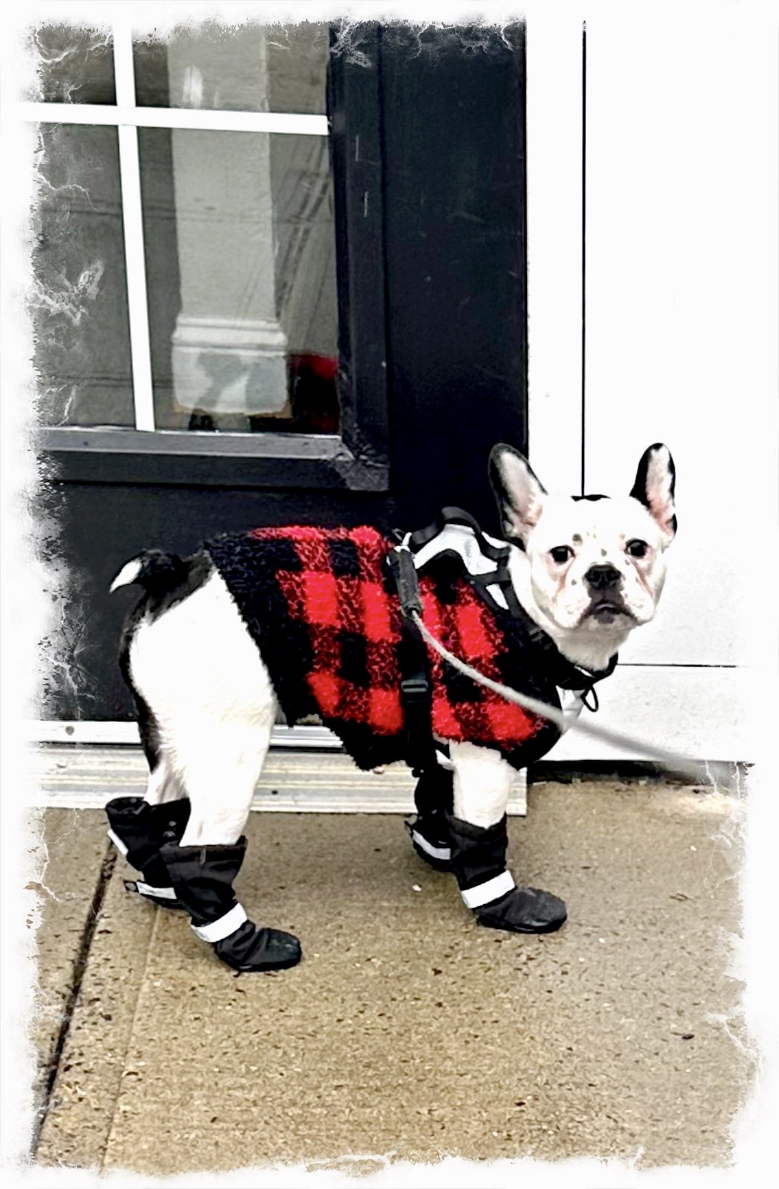 Walter’s ankle Boots
