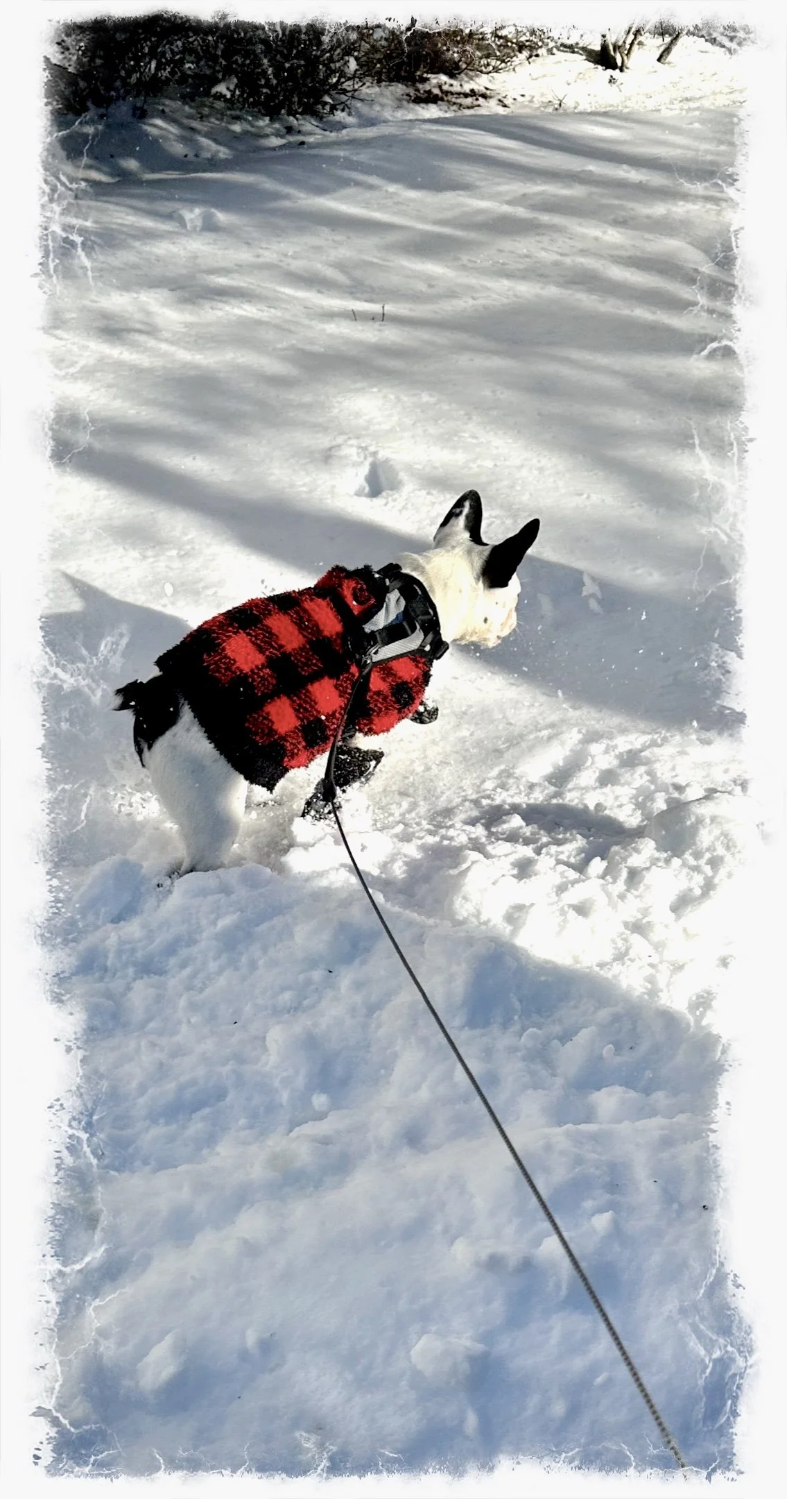 1st Real Snow