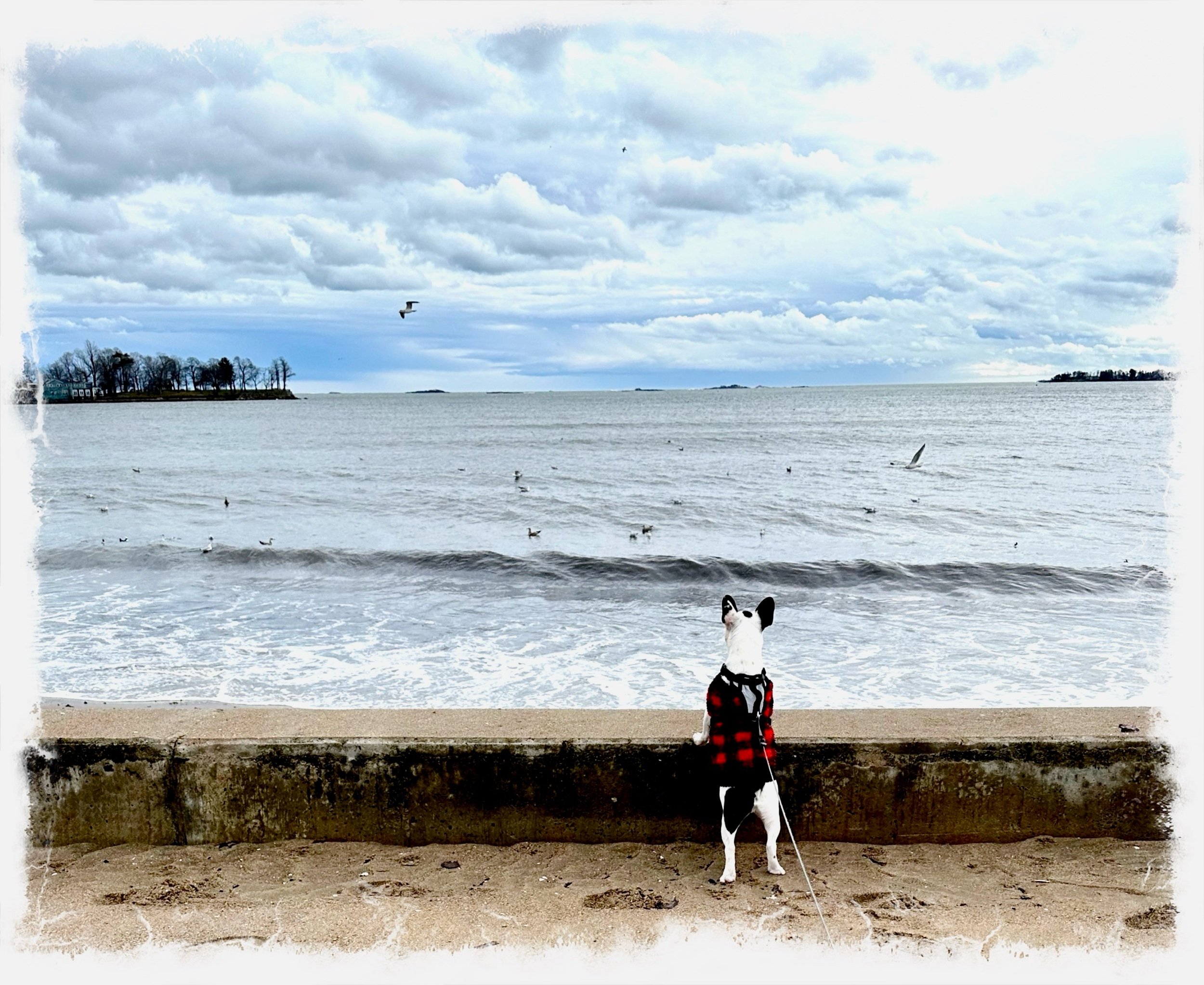 Seagulls at the Shore