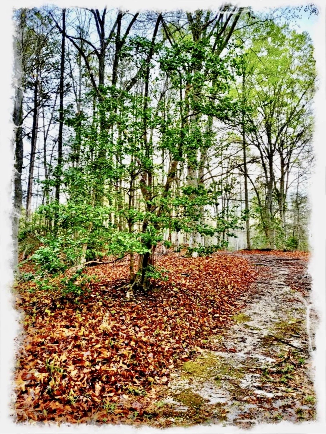 The Path- a poem