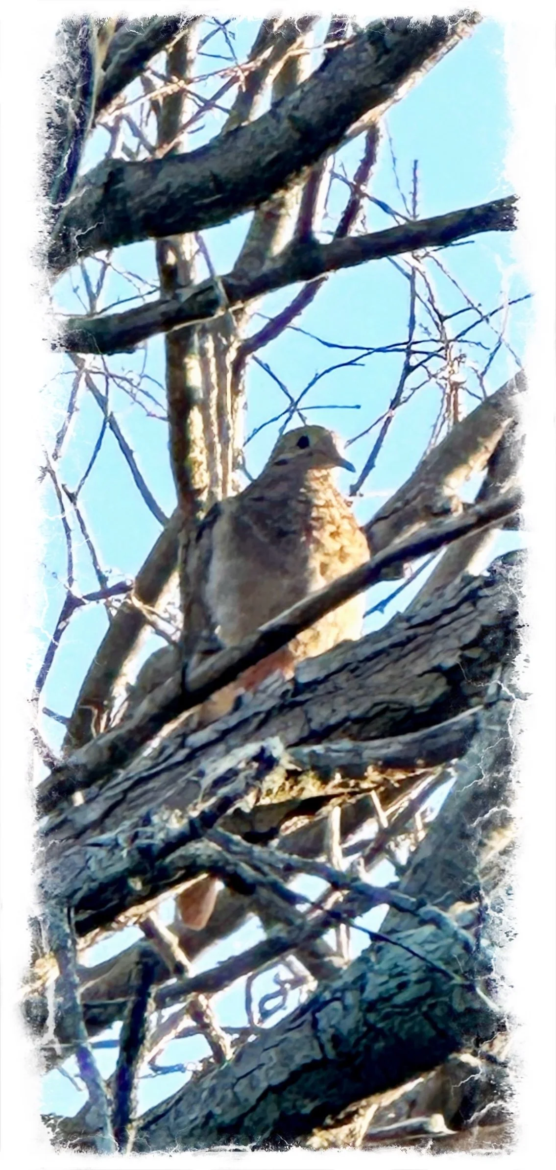 The bird Sings- a poem