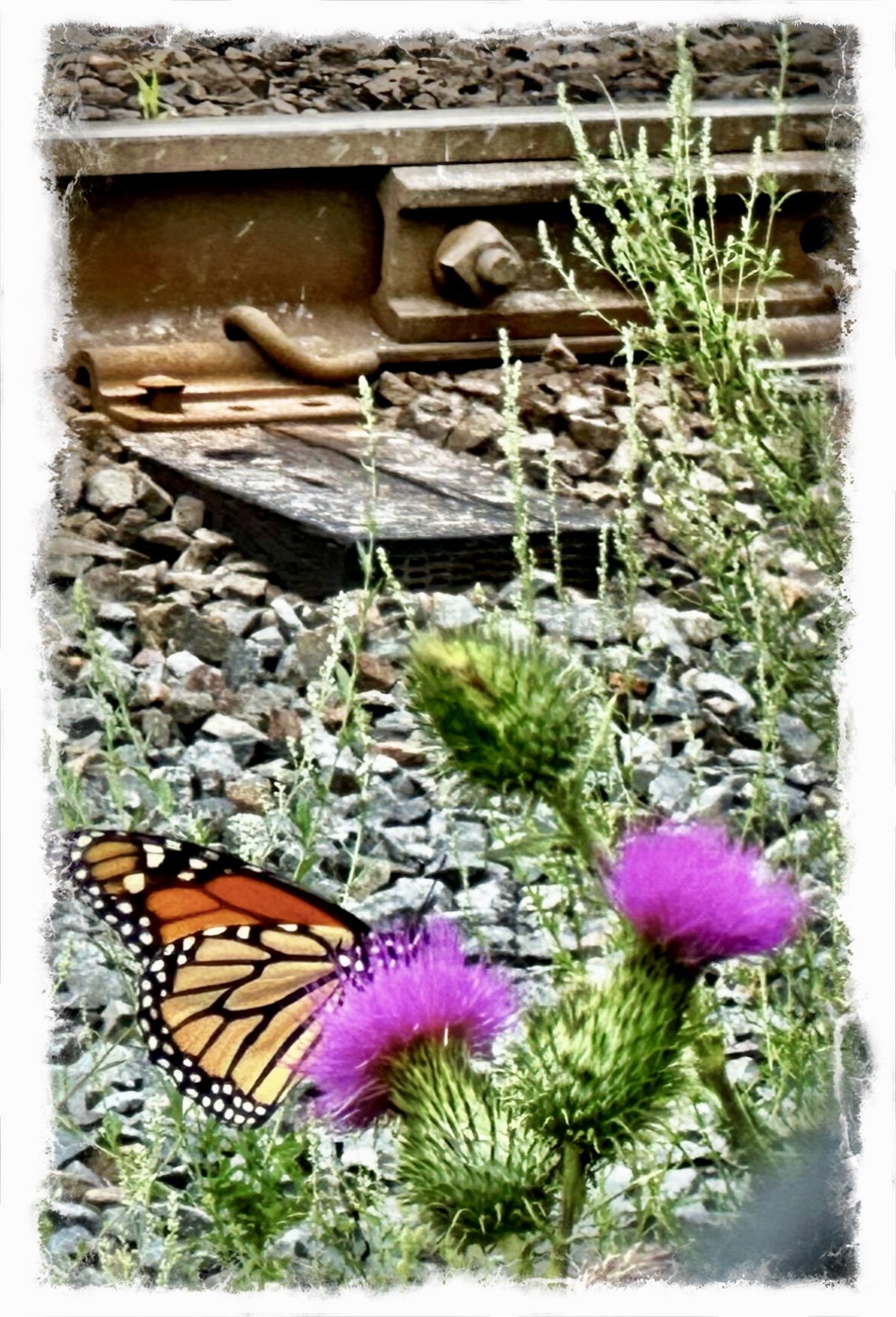 The Butterfly- a poem