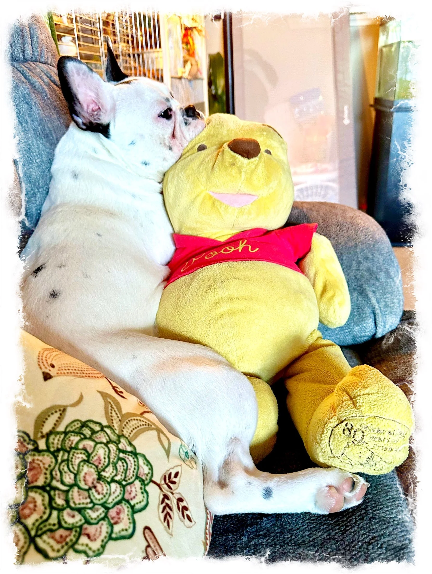 A dog and his Bear ❤️🐾